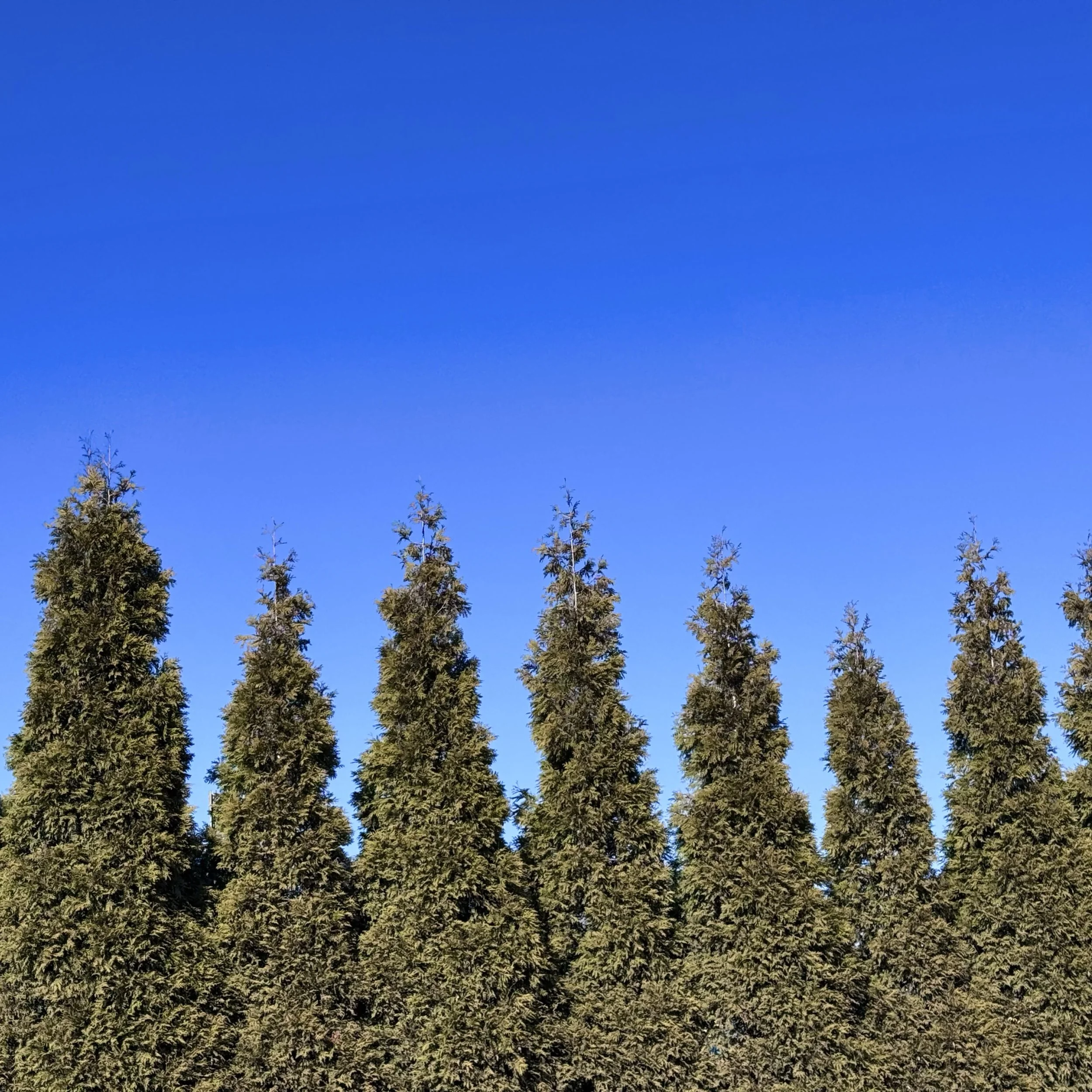 Turnabout is Fair Play