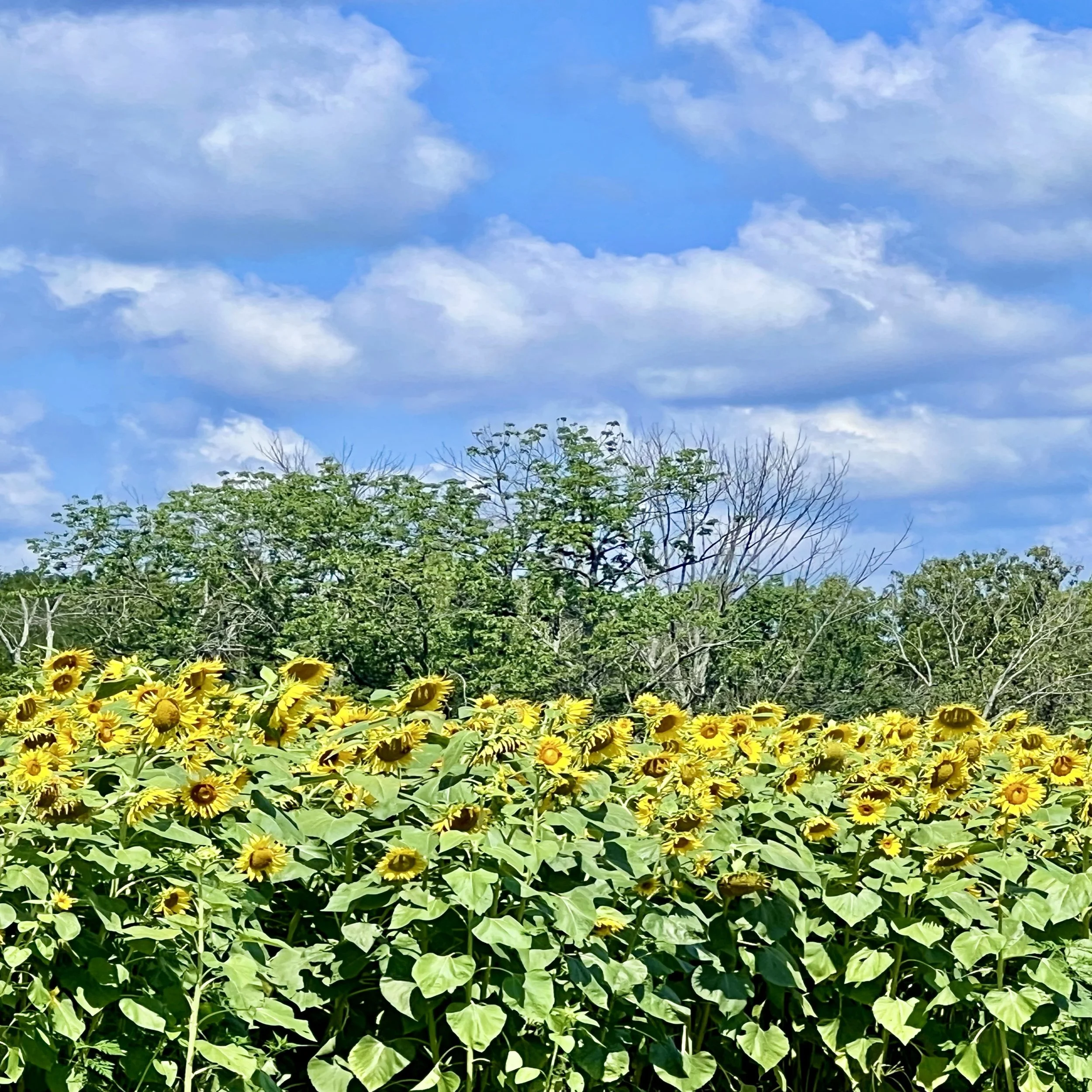 Creation Unfolds Salvation Becomes