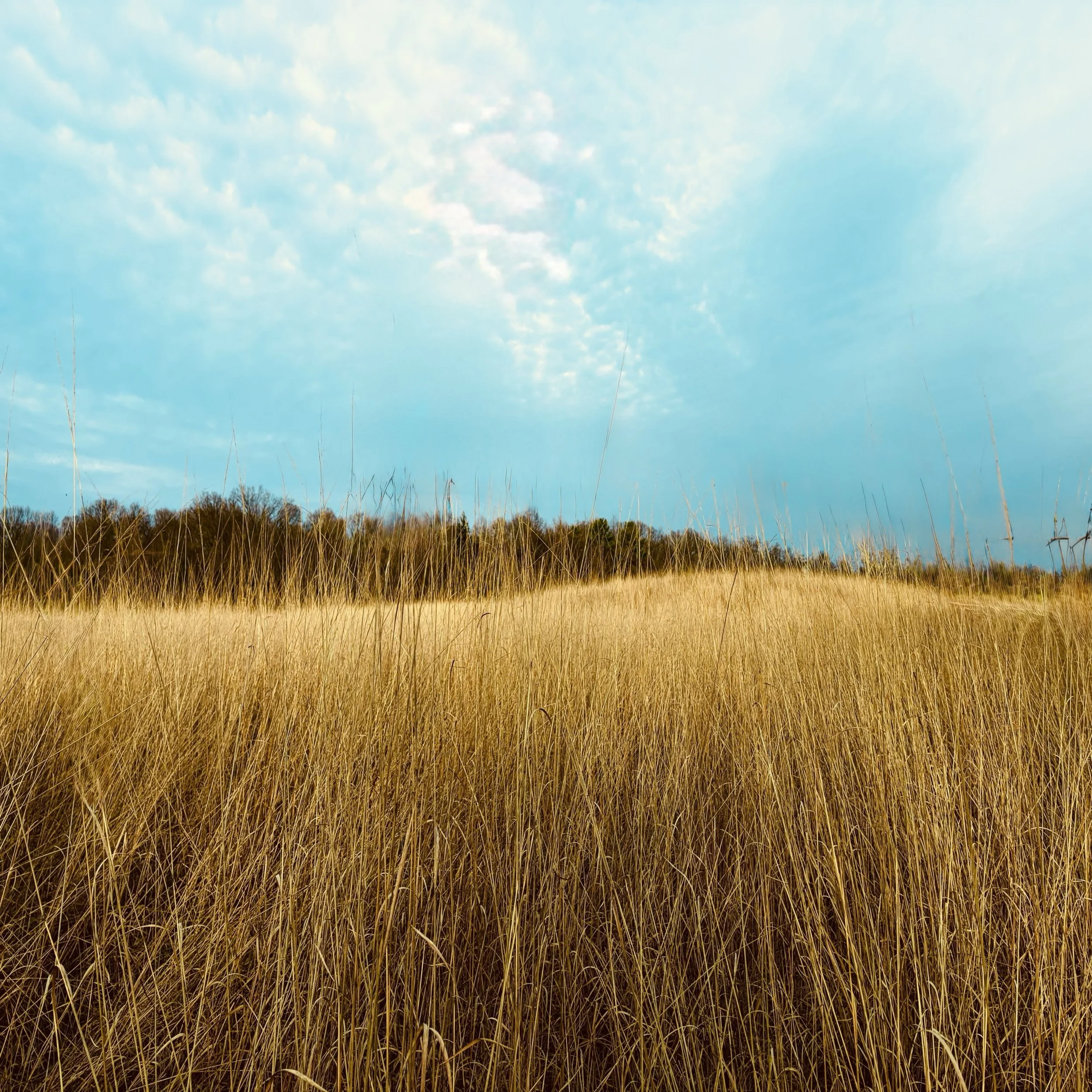 Freewill and Conscience