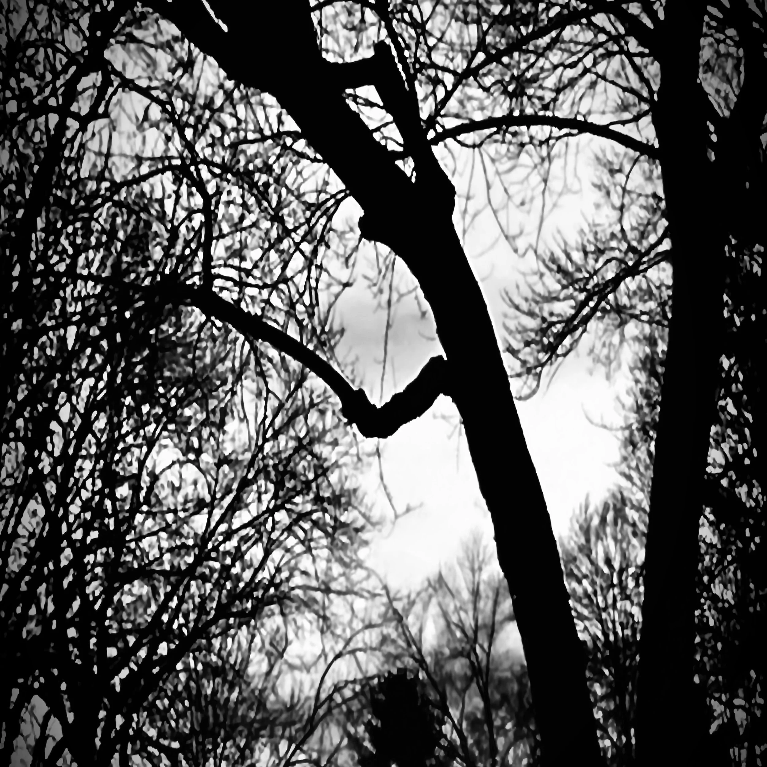 Revealed by the Light