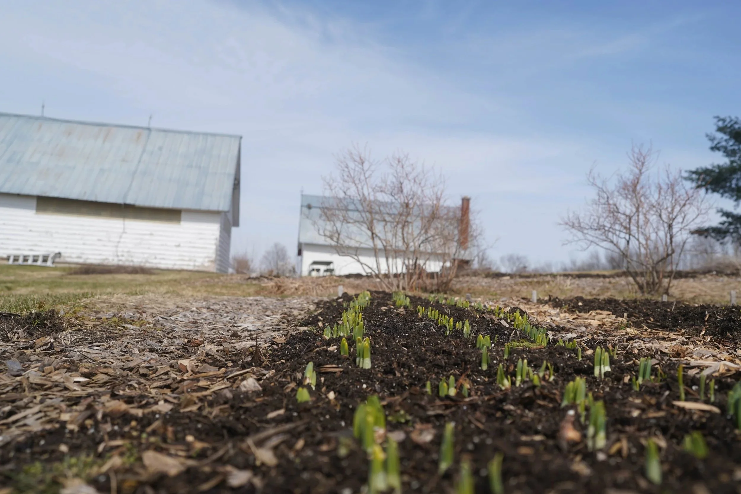 YARROW, NARCISSUS, GARLIC