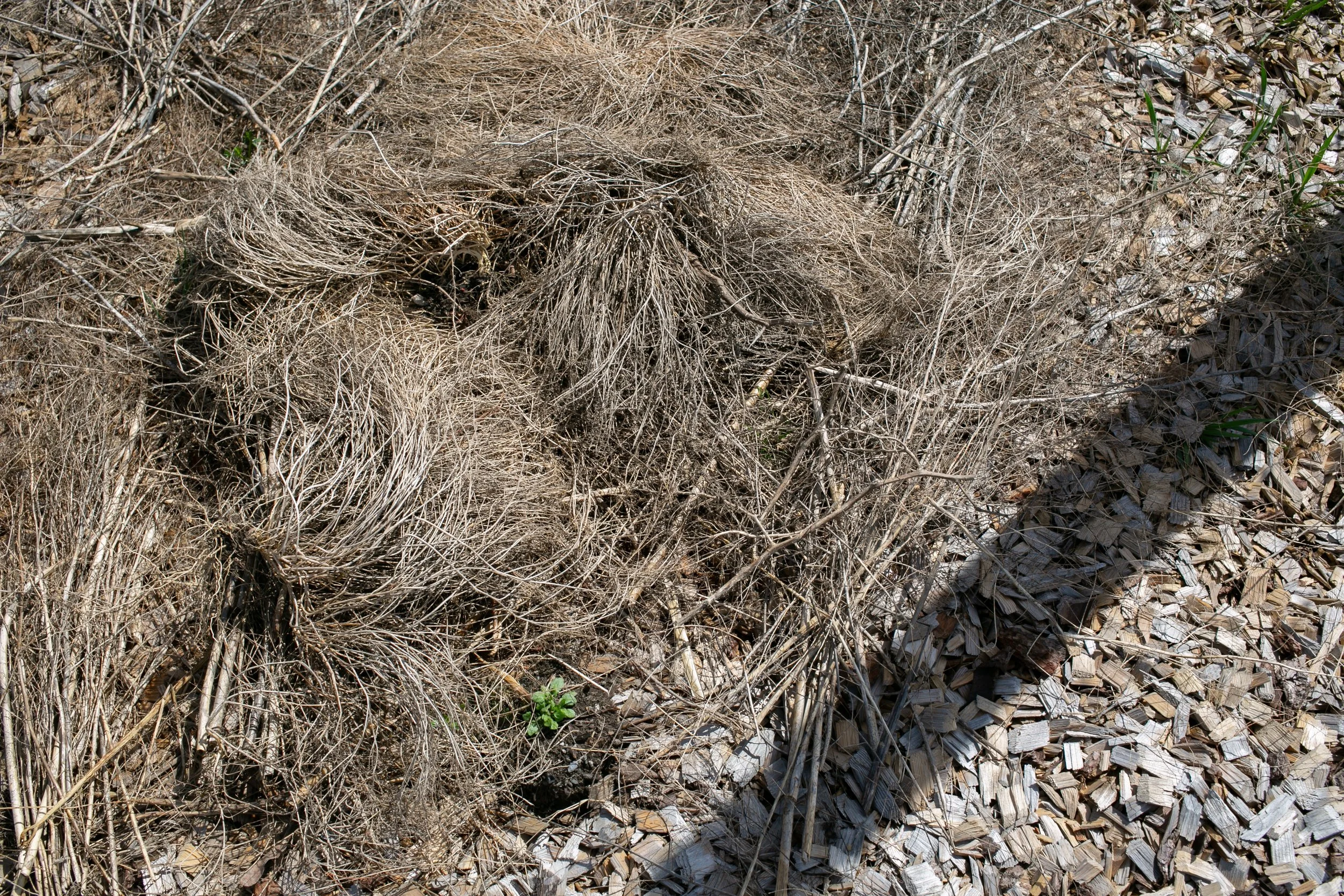 PERENNIAL NATURE