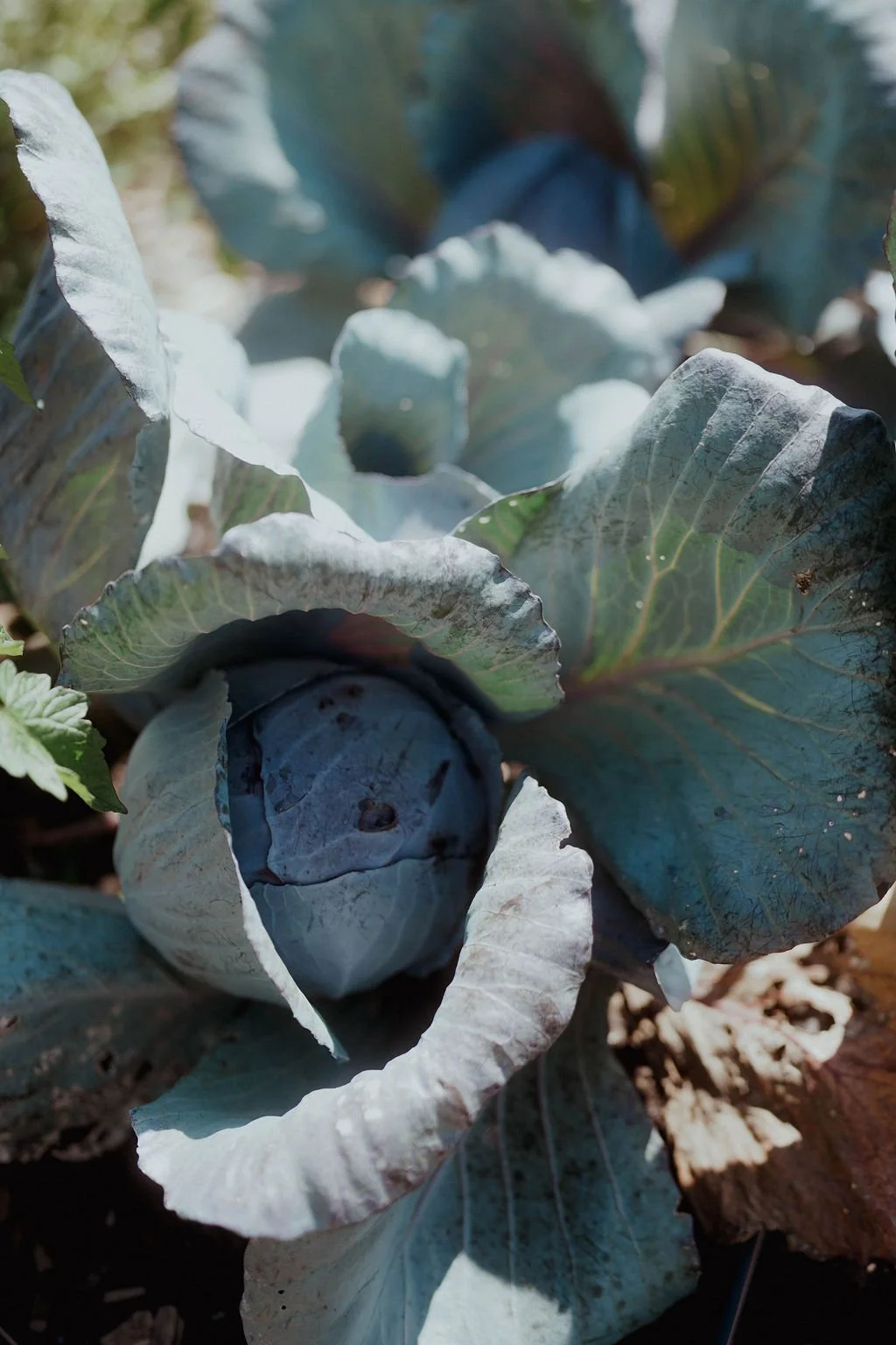 CONSIDER THE CABBAGE