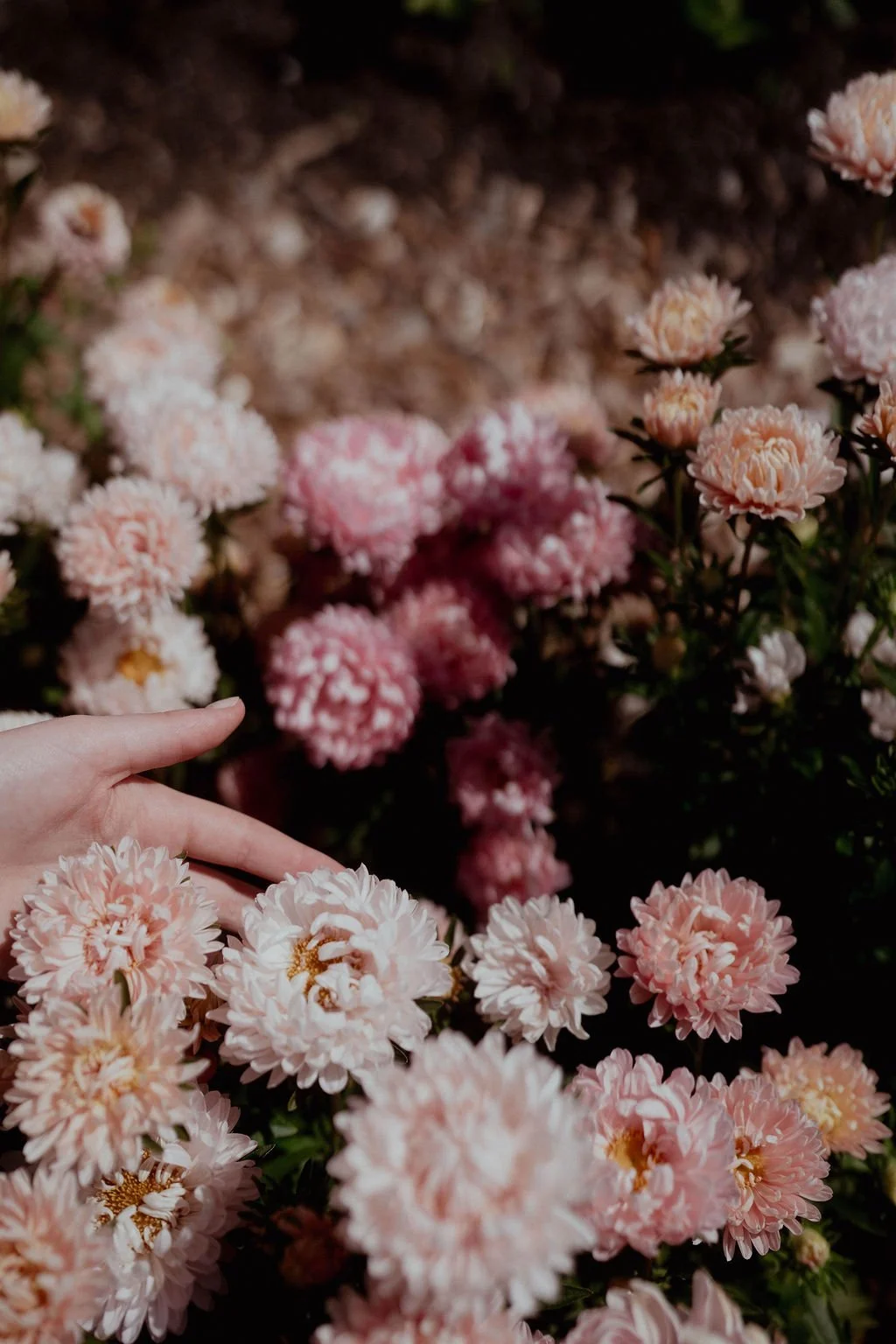 FLORA