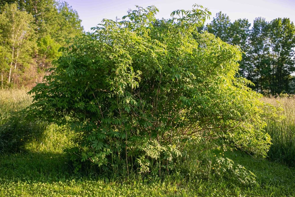 ELDERBERRY