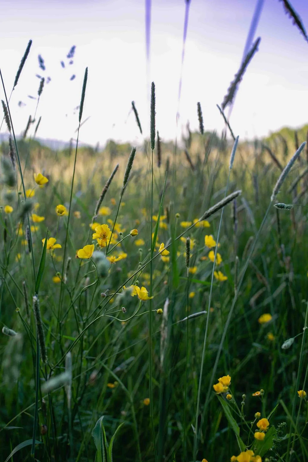 PASTURE