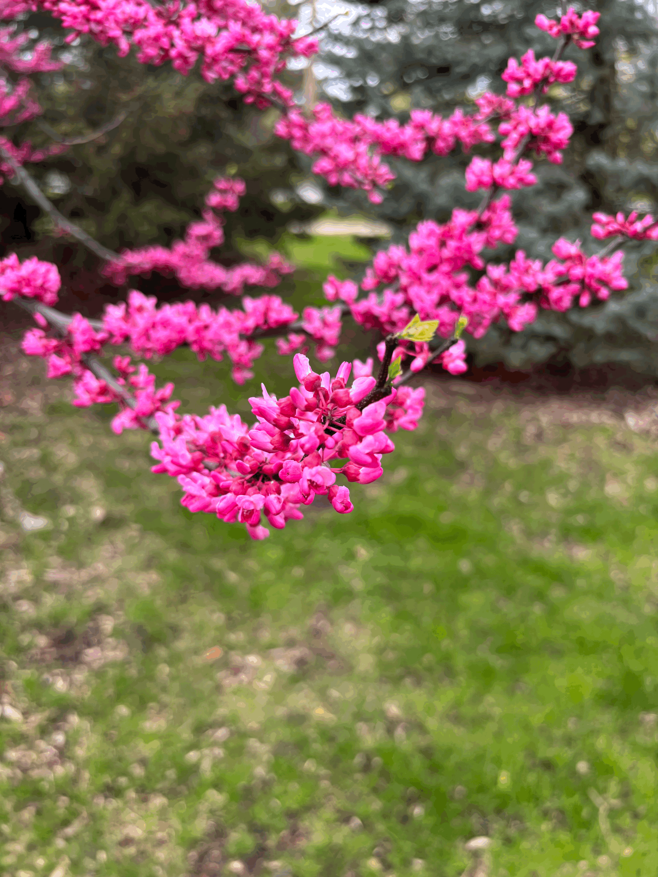 Ostara Women's Circle MARCH 22nd