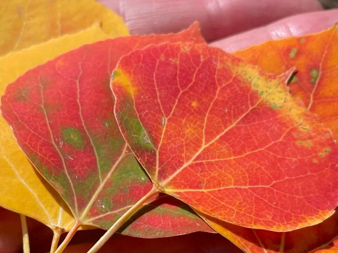 Mabon Women's Circle SEPT. 20th