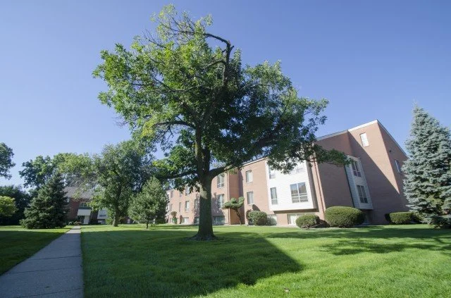 A tree on a grassy lawn with apartment buildings in the background under a clear blue sky.
