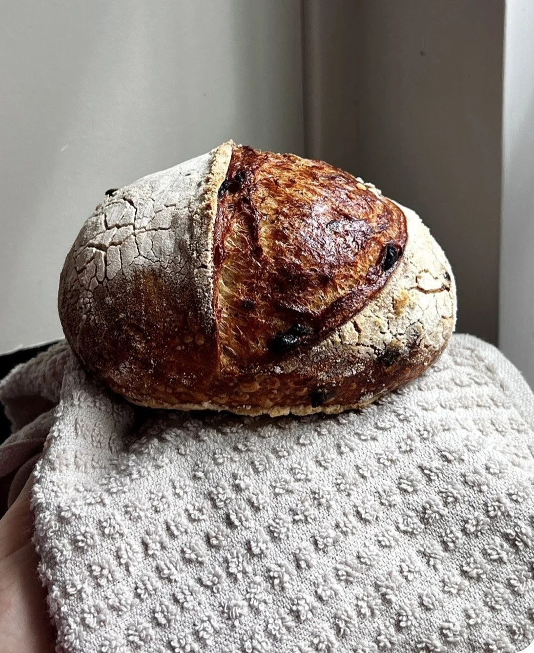 Cranberry Walnut Sourdough
