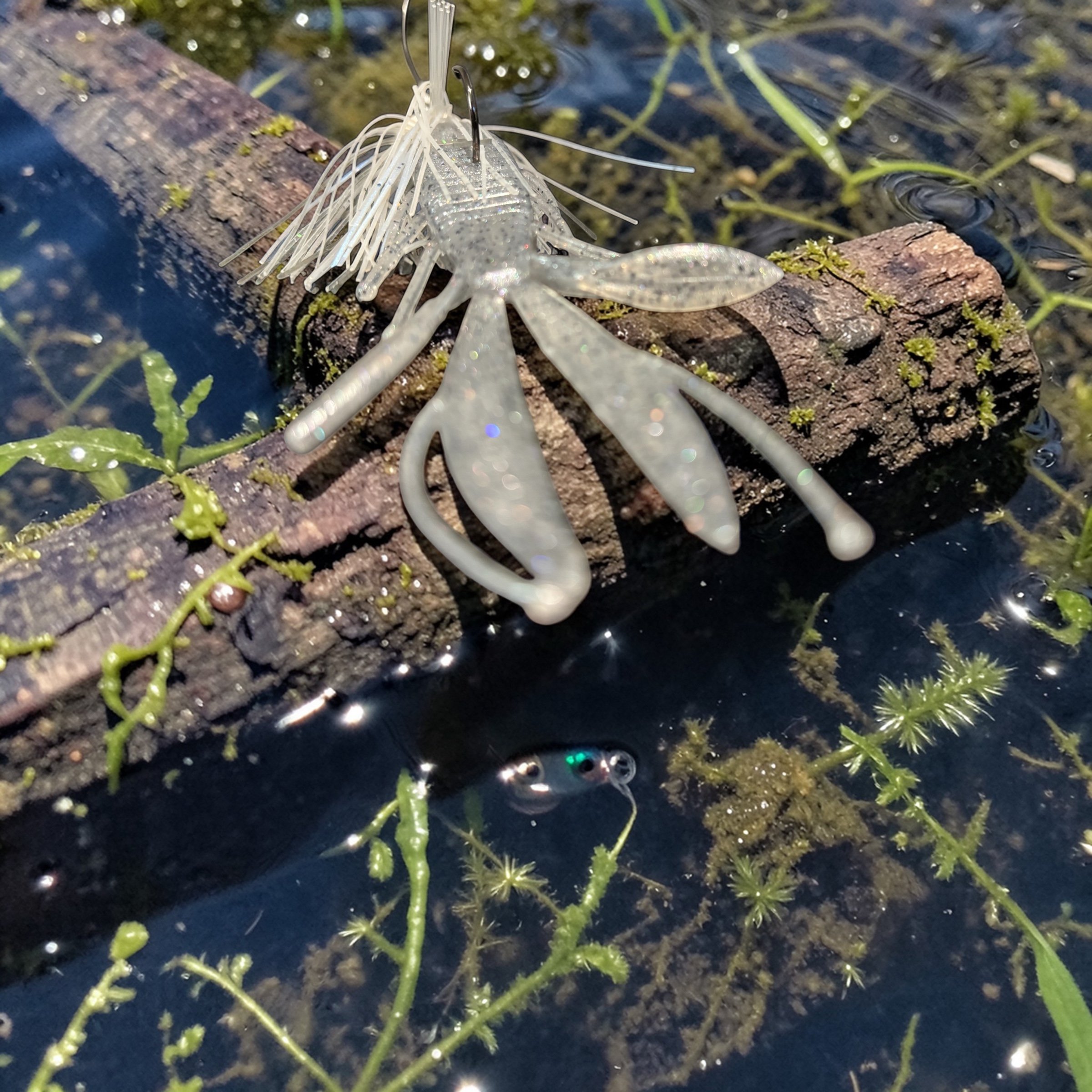 Custom made 5" EVO bug, 6 per pack.