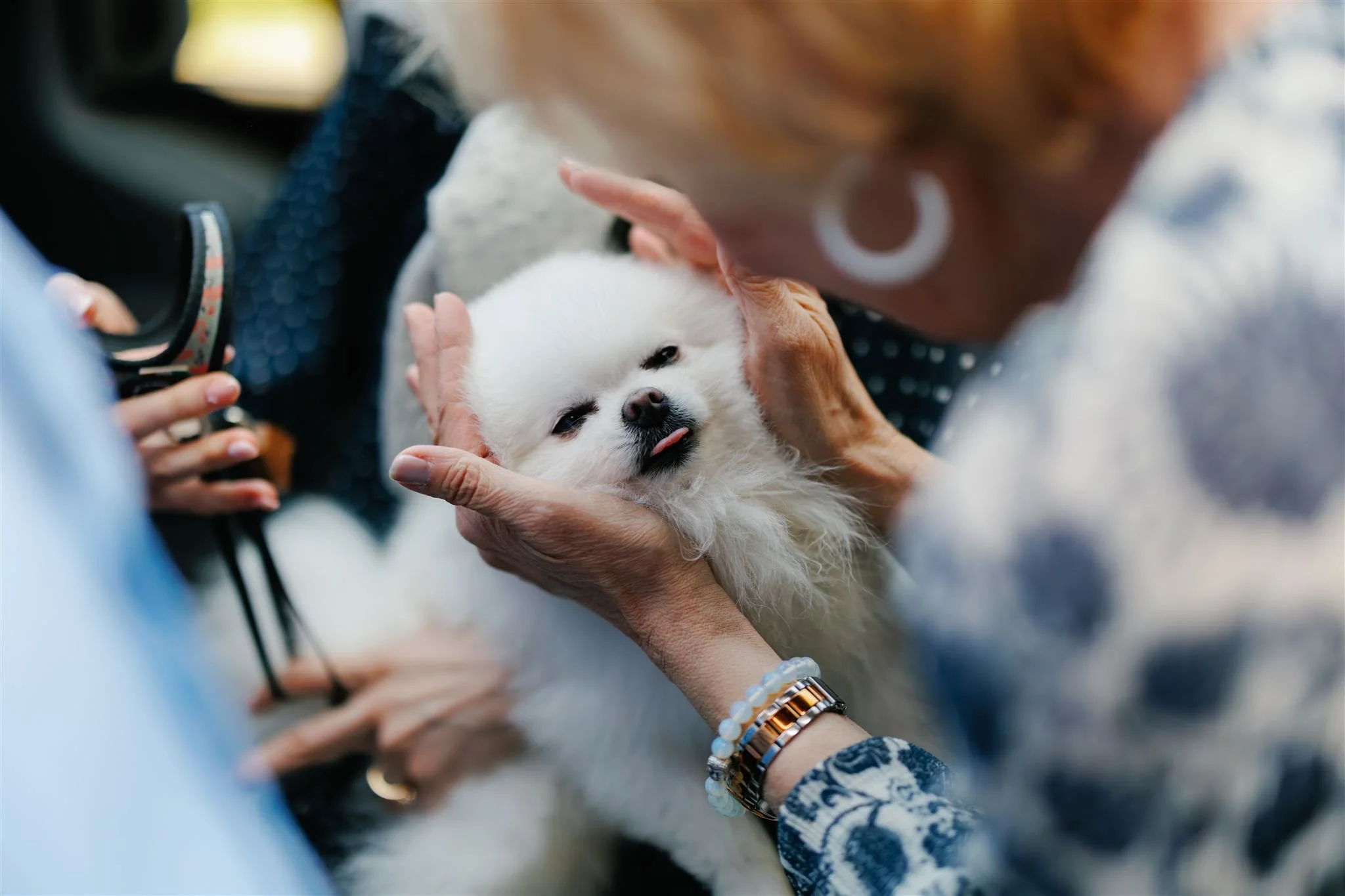 Person cuddling a small, fluffy white dog with a black nose and slightly sticking out tongue.