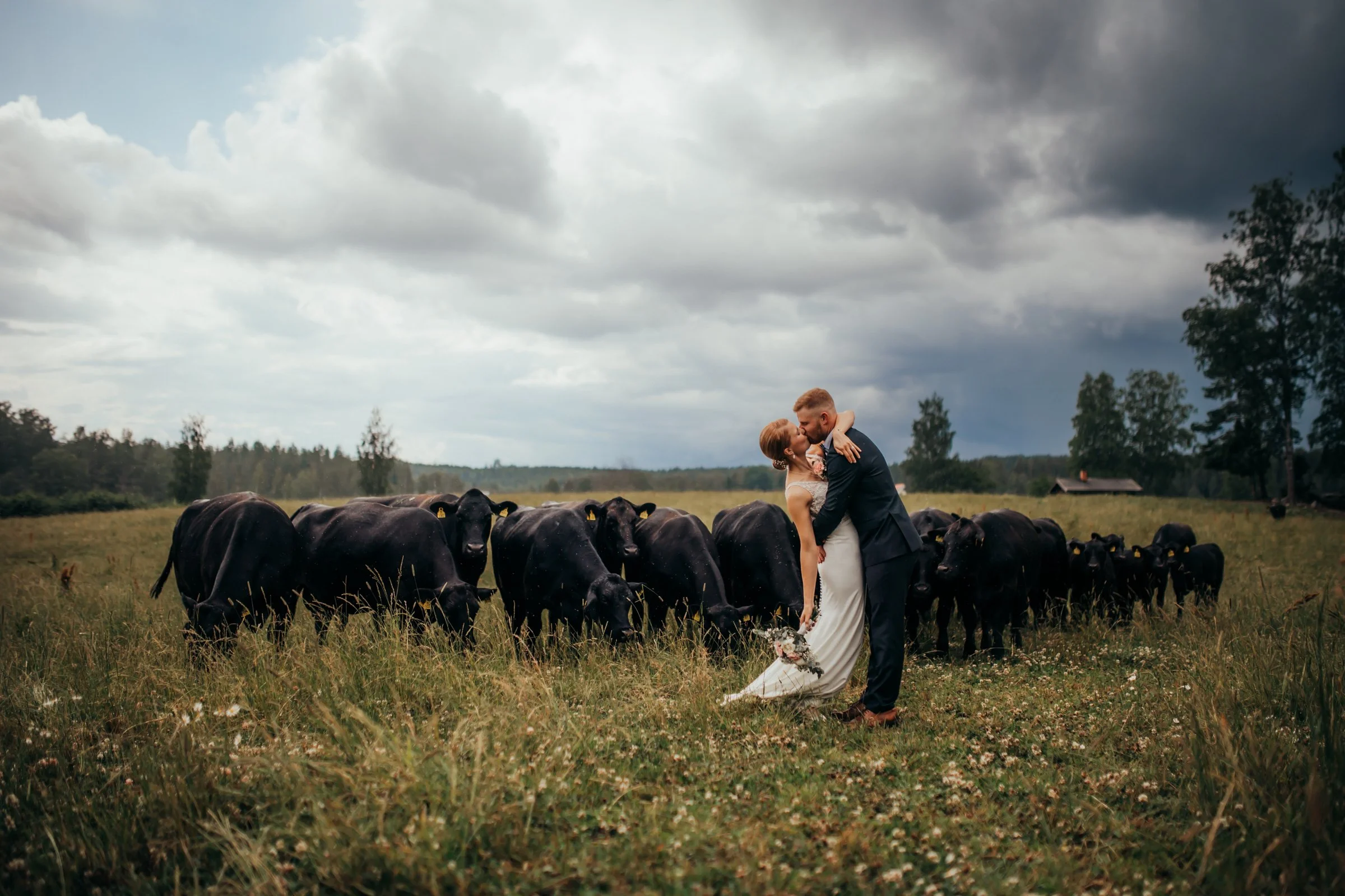hääpari pellolla lehmien keskellä, maatilalla