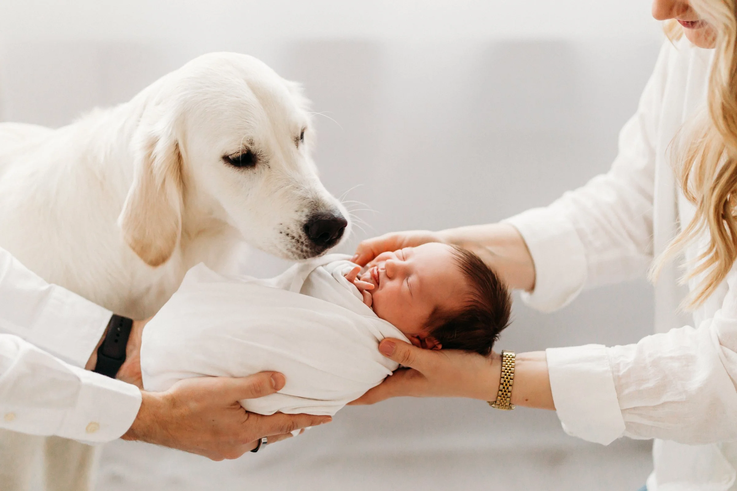 A baby sleeping wrapped in a white blanket is being held by two people, with a golden retriever nearby gently touching its head.