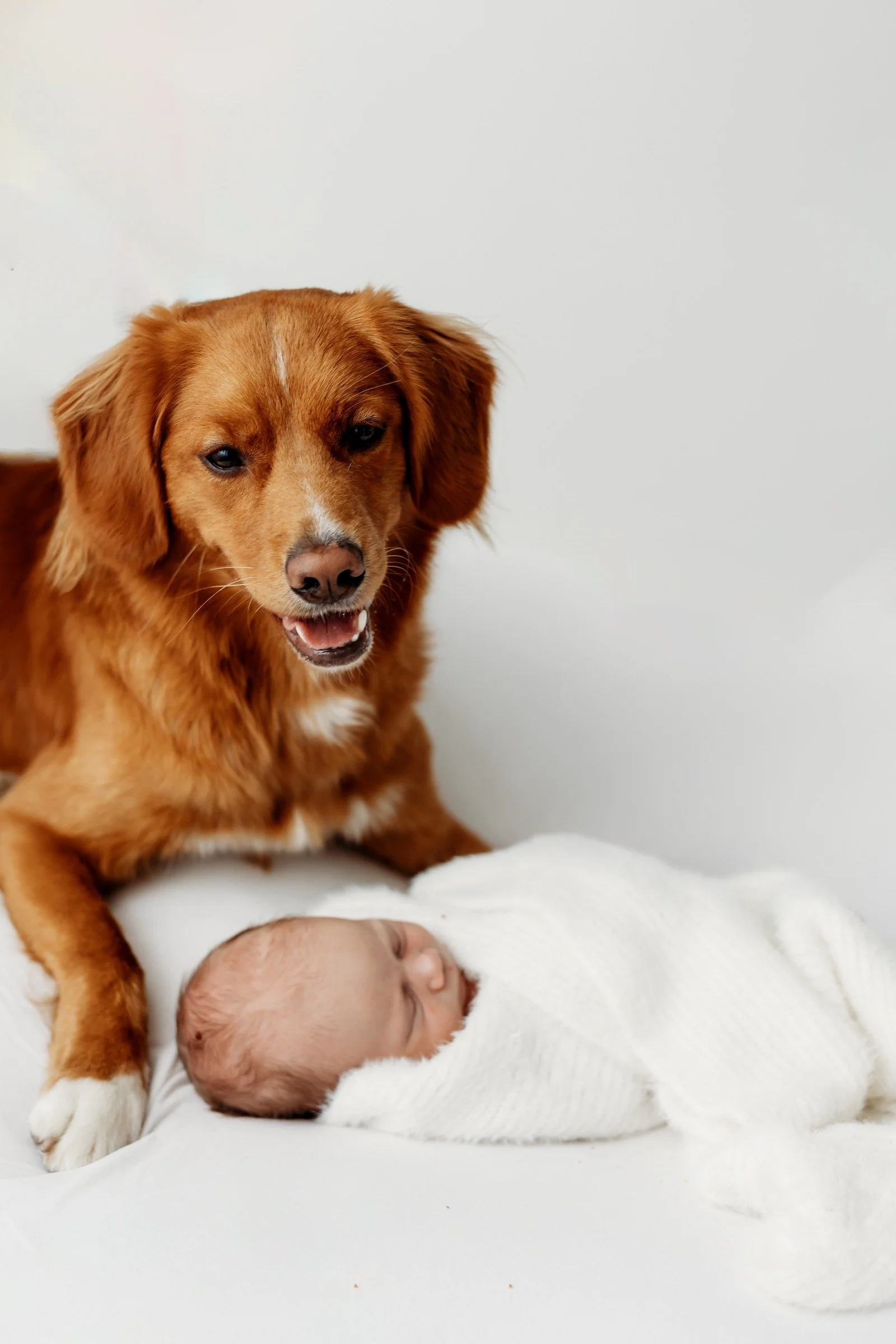 A brown dog lying next to a sleeping newborn baby wrapped in a white blanket, both on a white surface against a plain white background.
