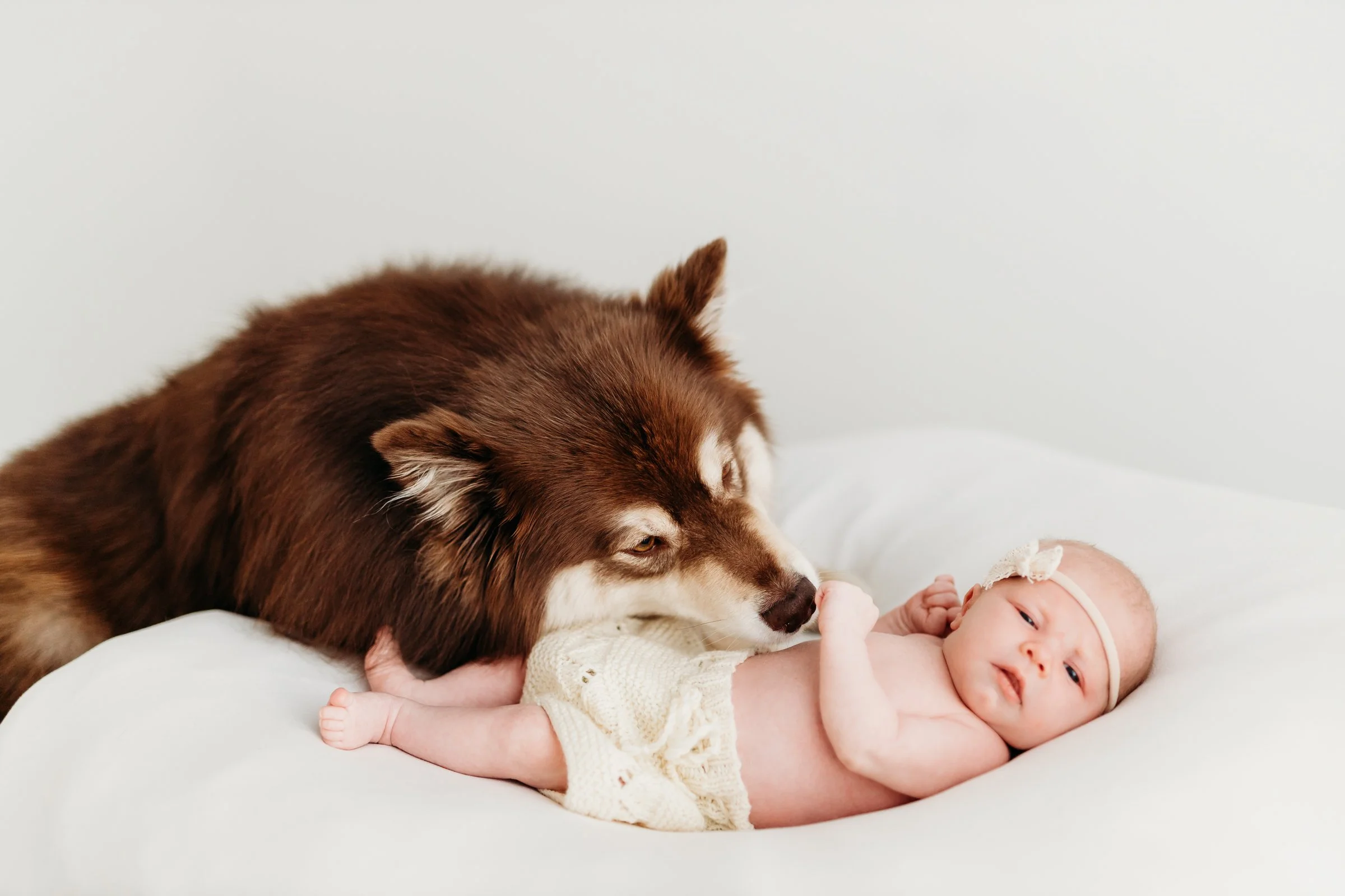 A brown and white husky dog lying next to a newborn baby on a white bed, touching noses.