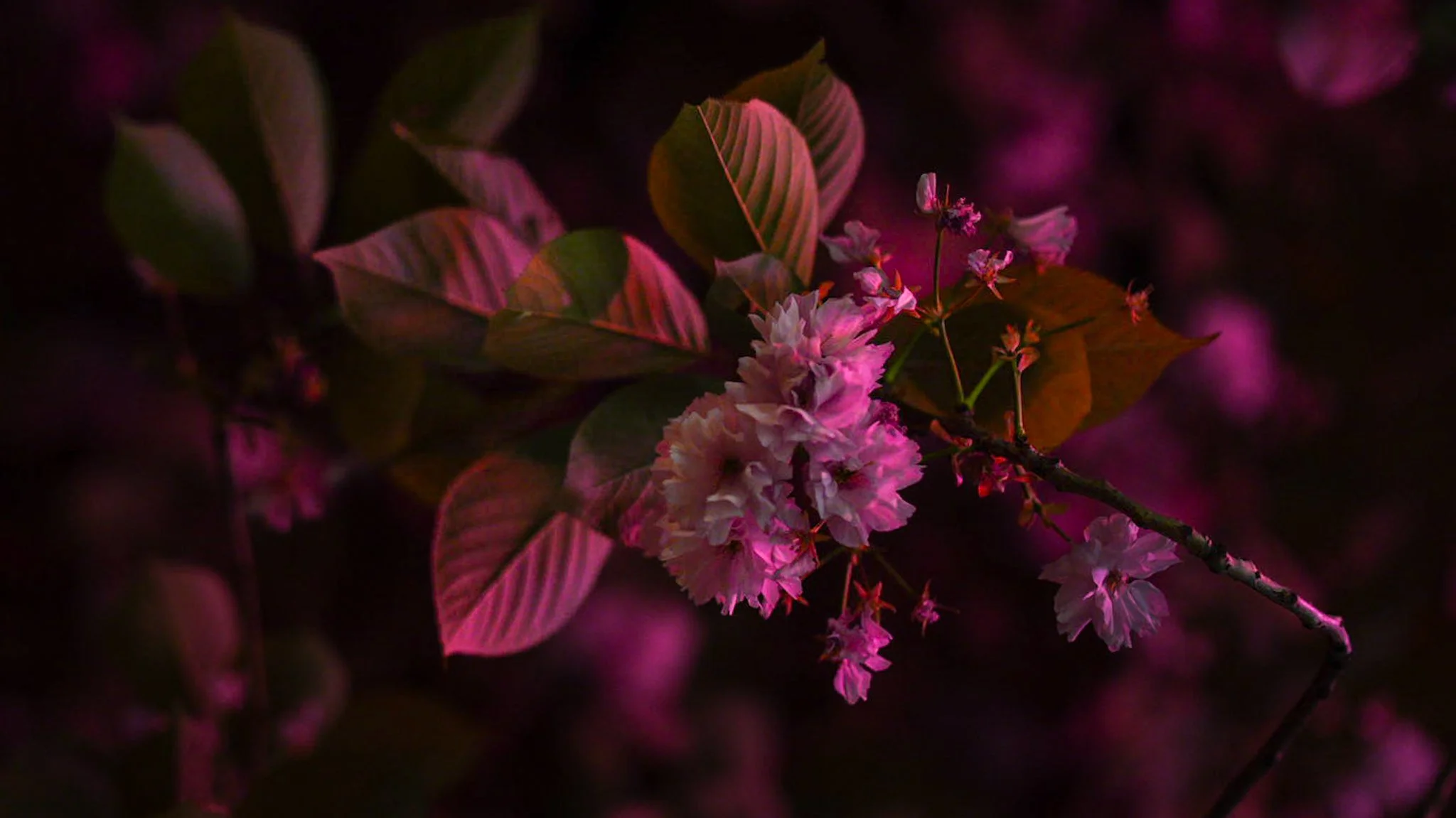 floral landscape close up detail shoot Aruba embrace 