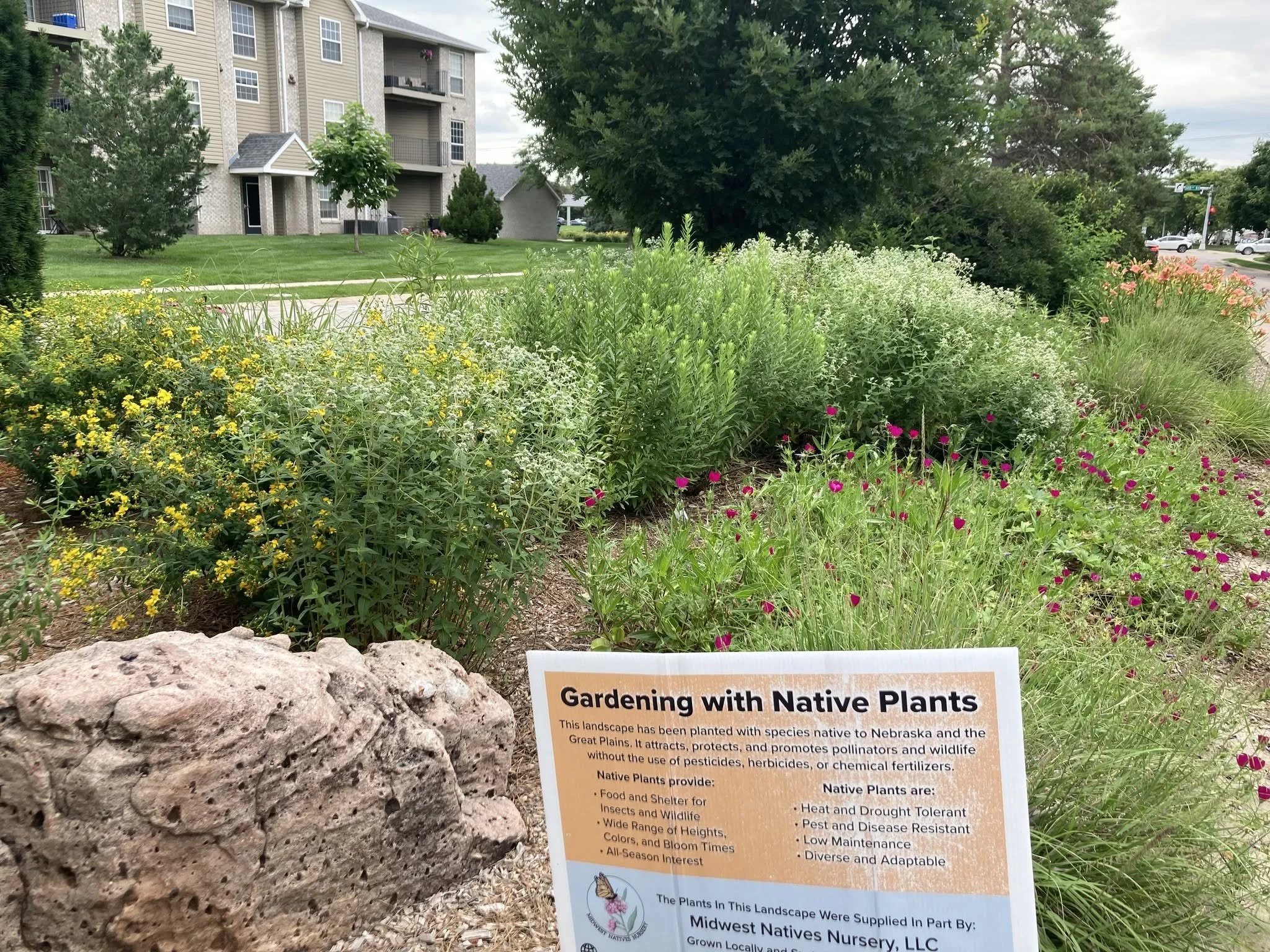 Native Plants Make Excellent Additions to Neighborhood Medians