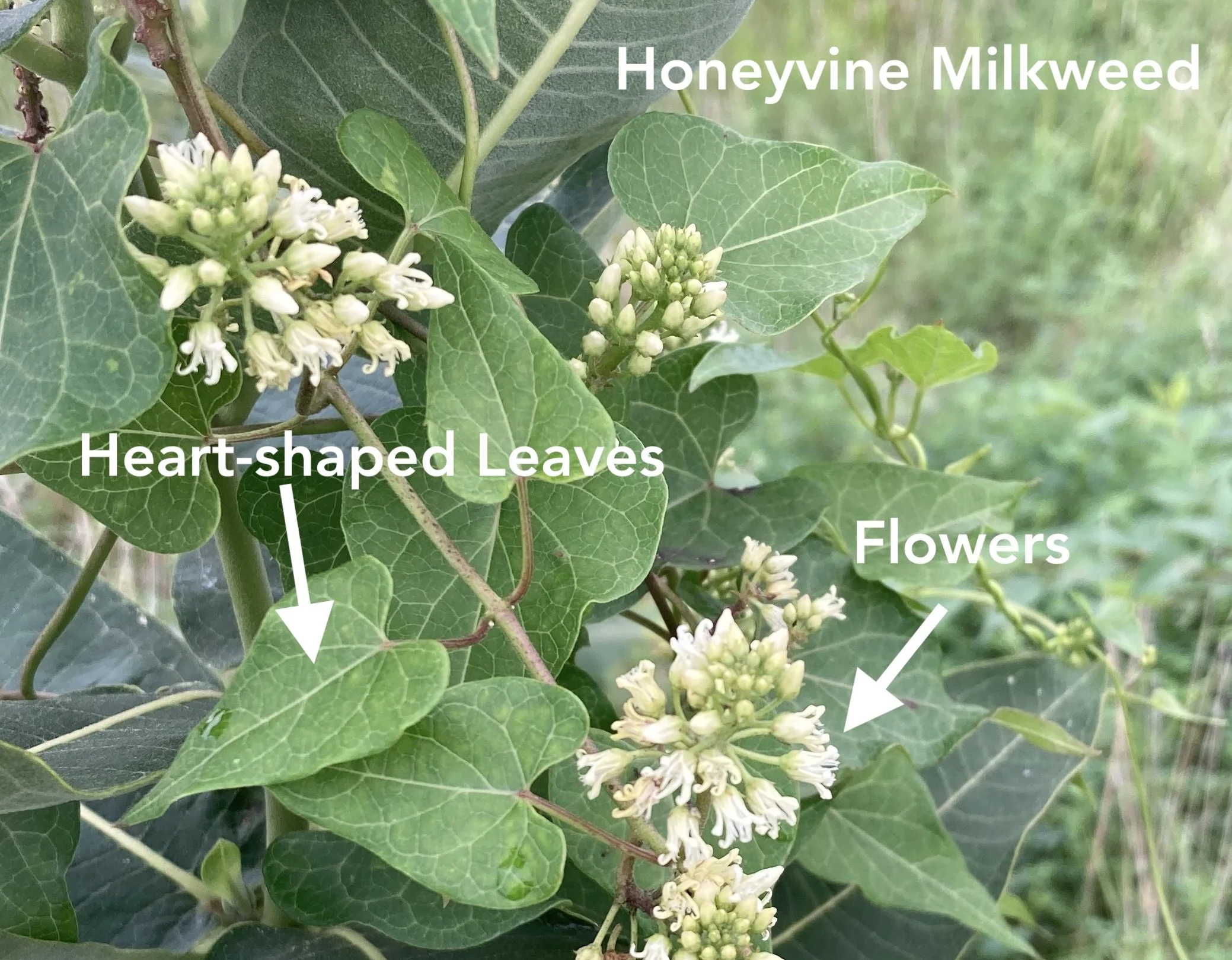 The Importance of Honeyvine Milkweed During Fall Monarch  Migration