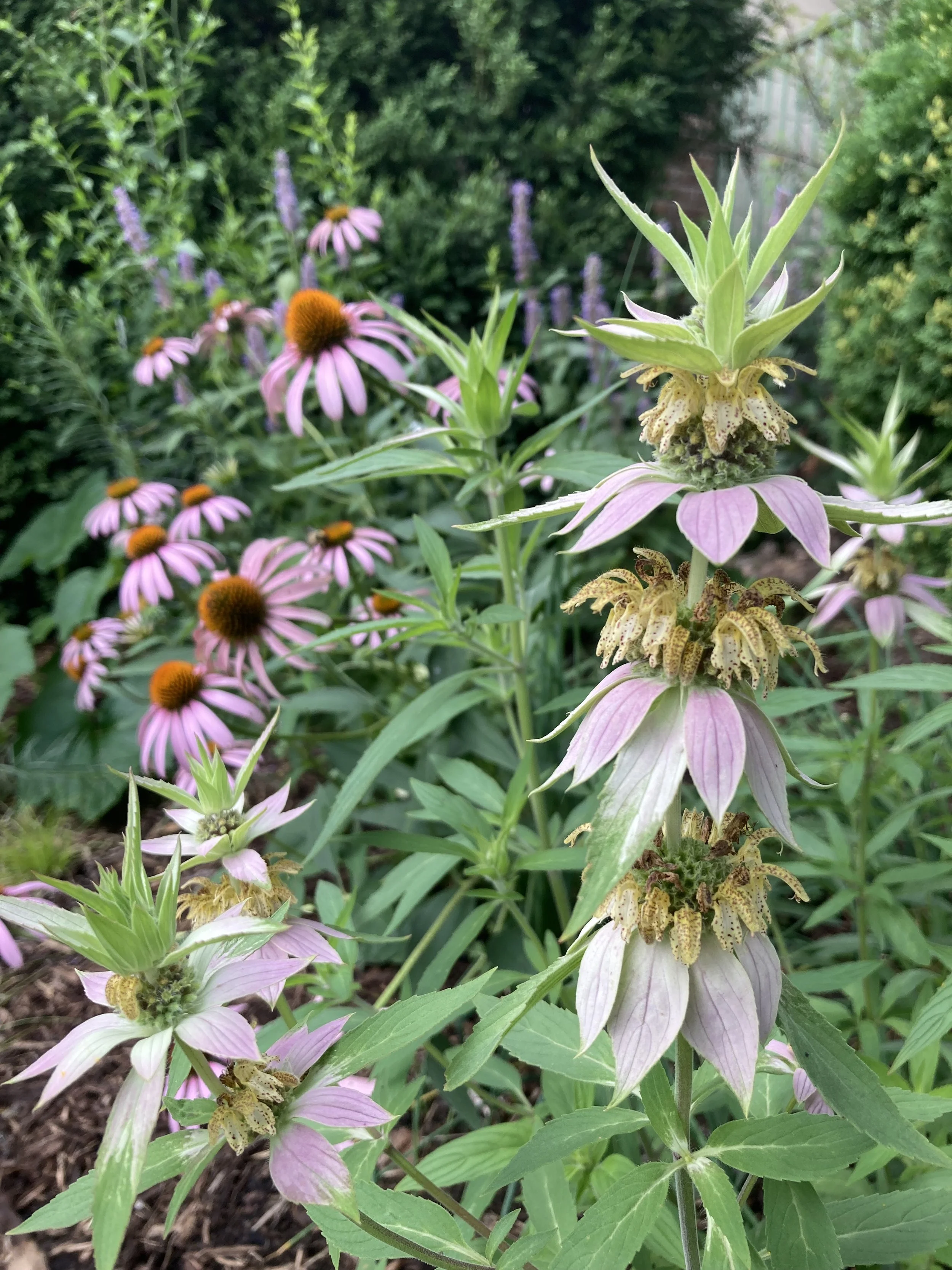 Close-up of a garden with purple coneflowers and Spotted Bee Balm with pink and green flowers
