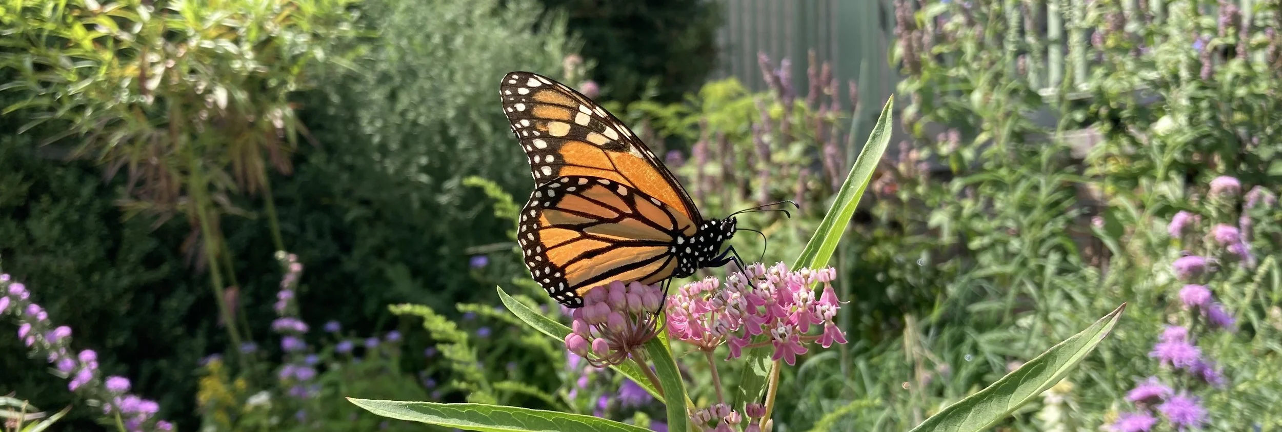 A monarch butterfly perched on pink flowers in a garden with green foliage.
