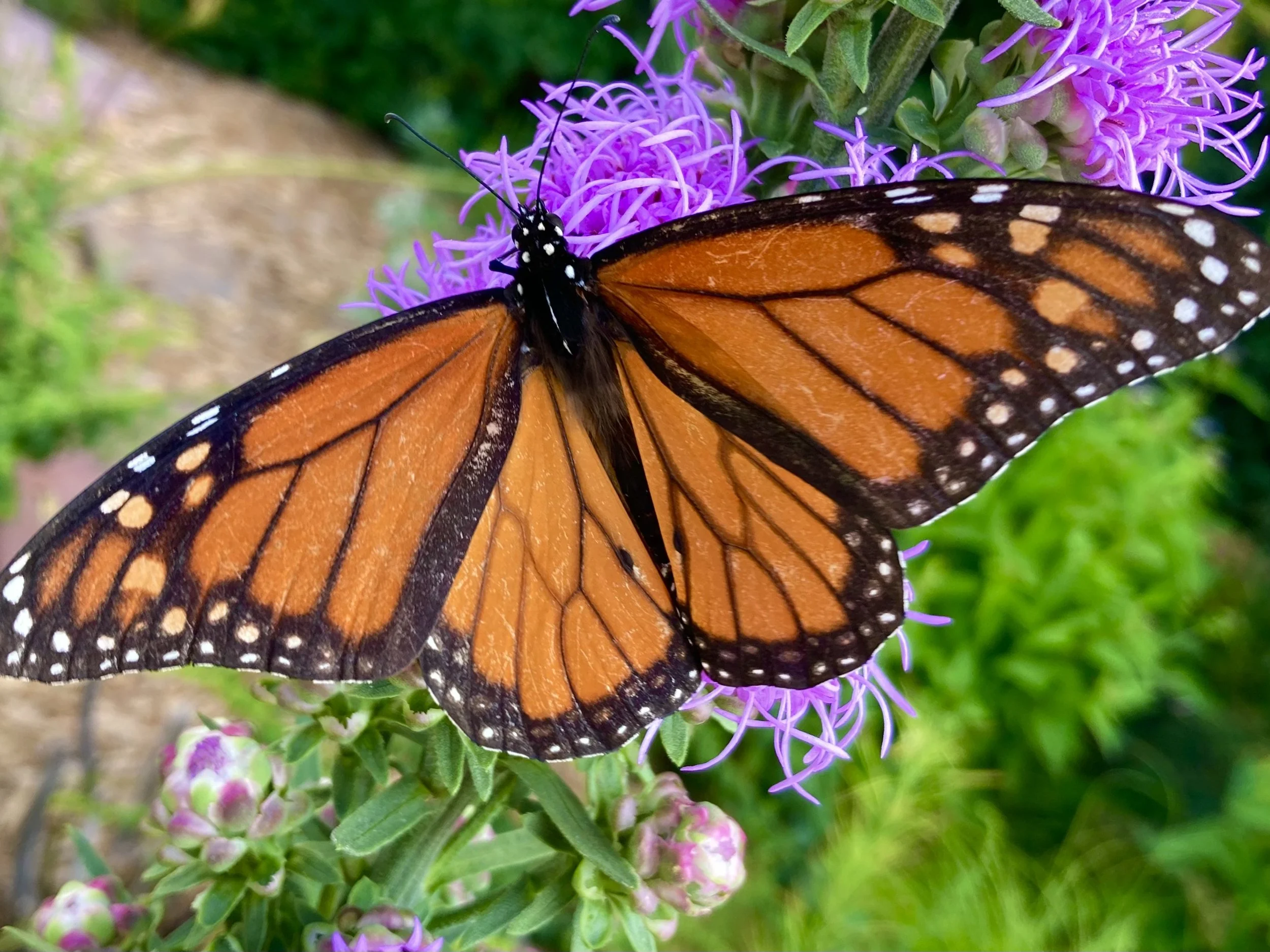 A Monarch butterfly with orange and black wings resting on purple flowers.