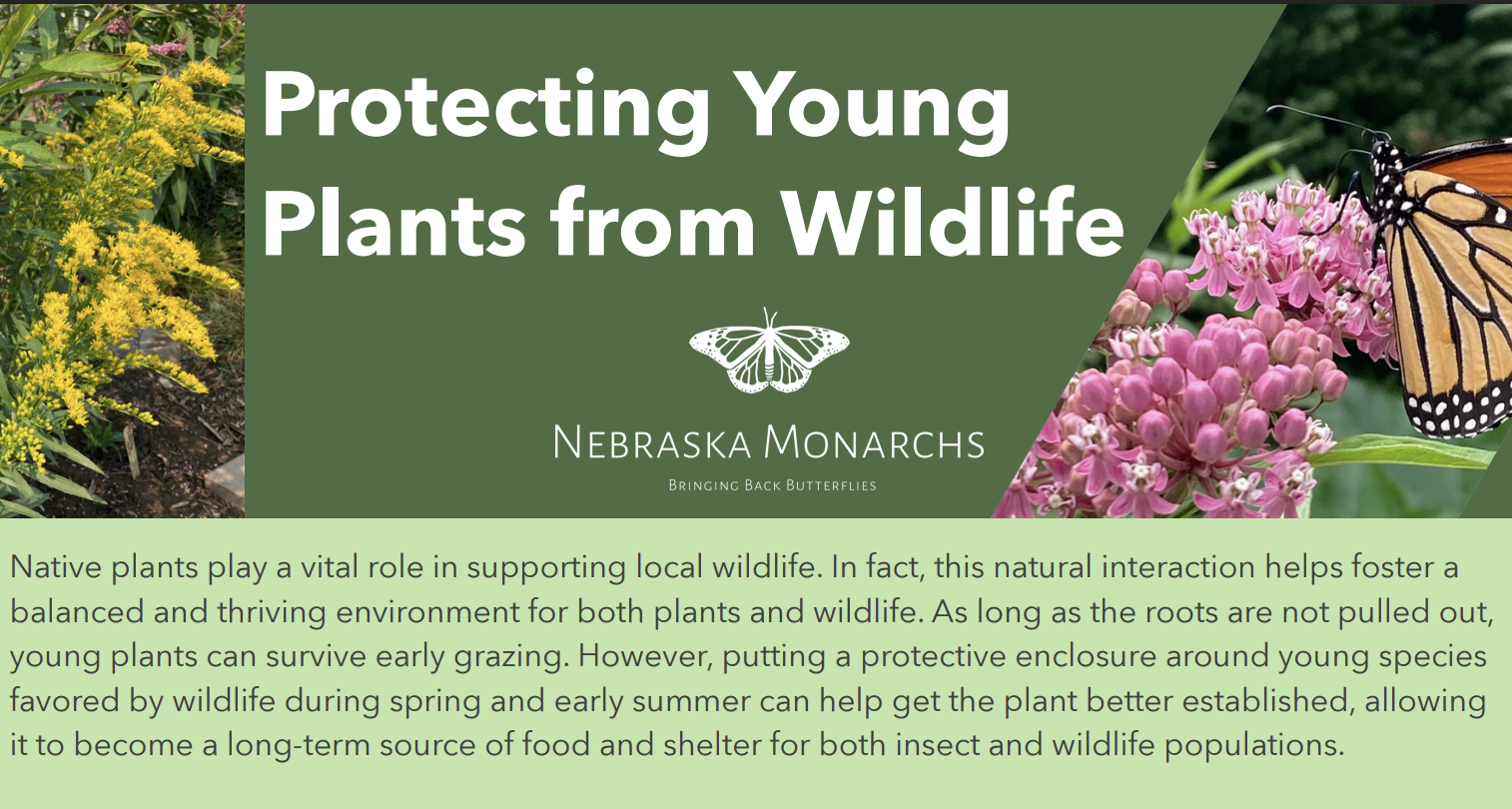 A promotional graphic about protecting young plants from wildlife by Nebraska Monarchs, featuring yellow and pink blooming plants with a butterfly and a butterfly illustration.