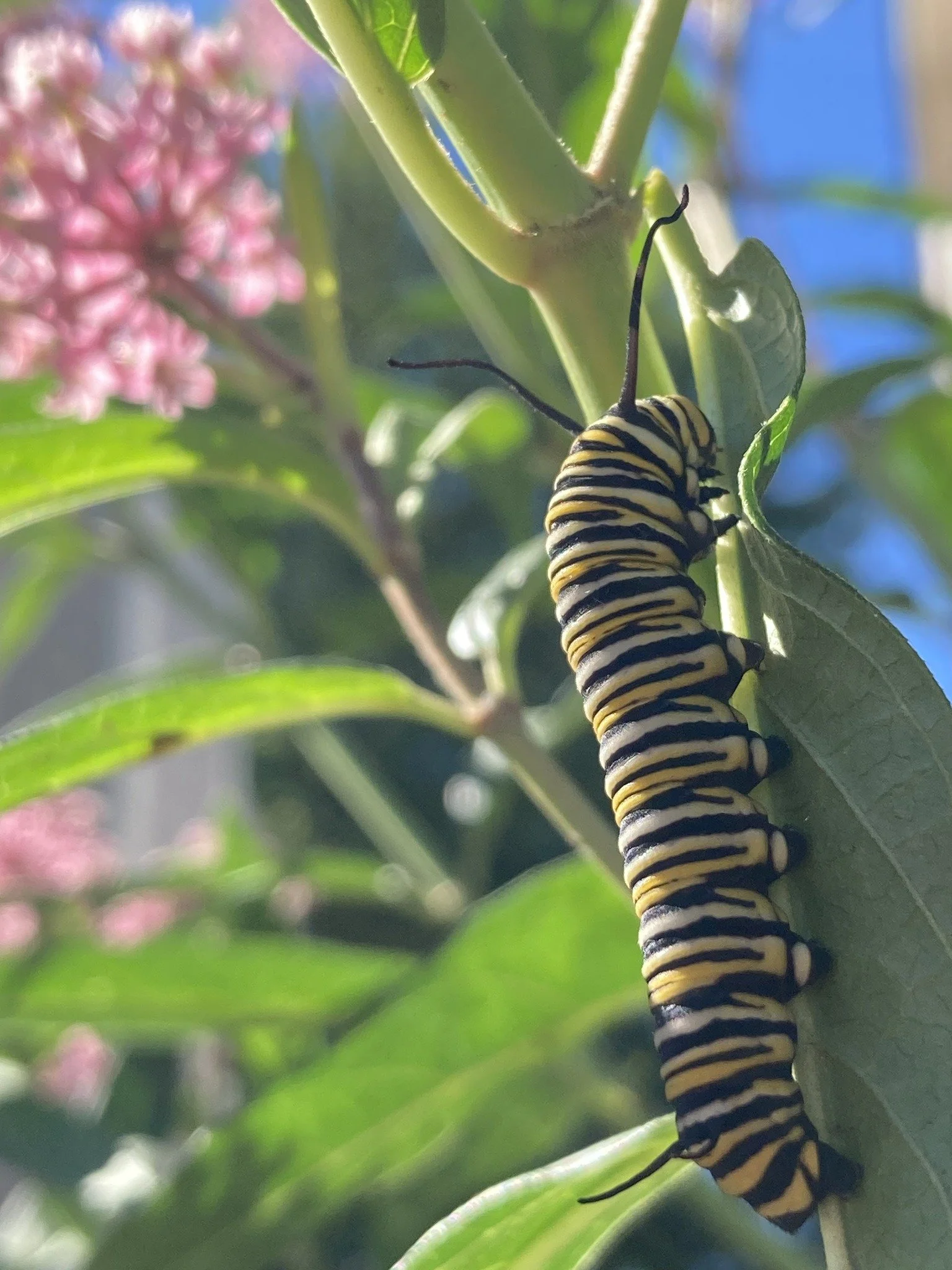 A monarch caterpillar with black, white, and yellow-orange stripes crawling on a Swamp Milkweed plant stem with leaves, and pink flowers blurred in the background.