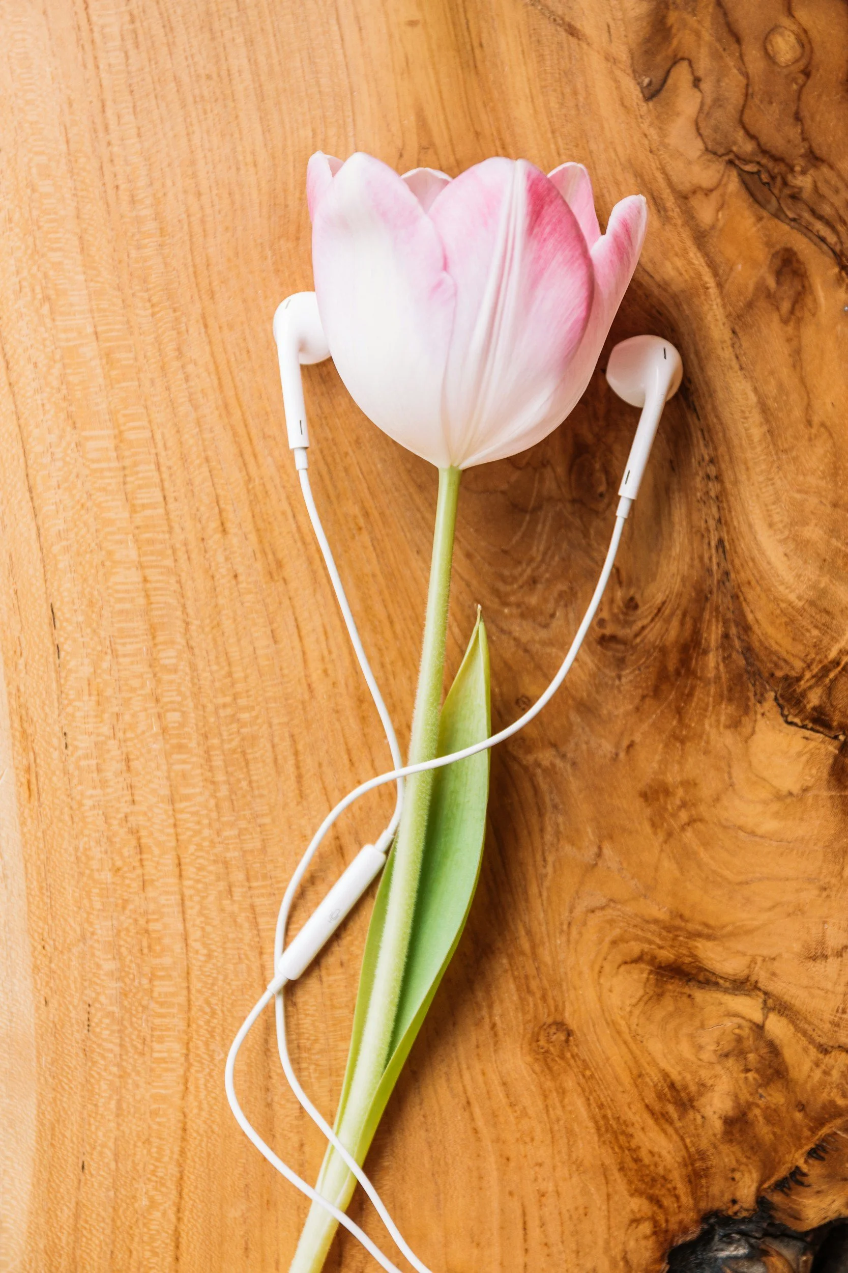 A pink and white tulip flower with earphones hanging on a wooden surface.