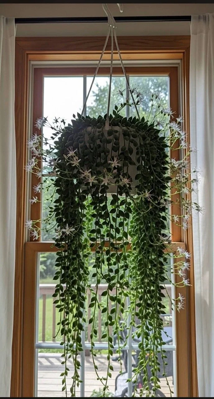 flowering string of pearls.jpg