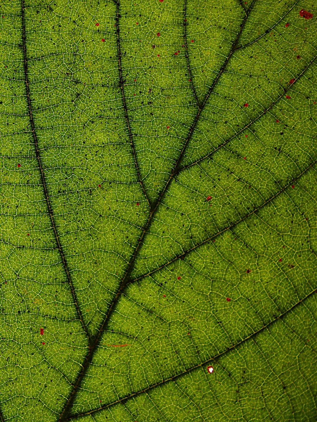 Makrofotografie er&ouml;ffnet eine komplett neue Welt. Hier sind passend zur Jahreszeit einige herbstliche Bl&auml;tter zu finden. Sie sind ein Symbol f&uuml;r Verg&auml;nglichkeit und Neubeginn gleicherma&szlig;en. Denn damit etwas Neues entstehen k
