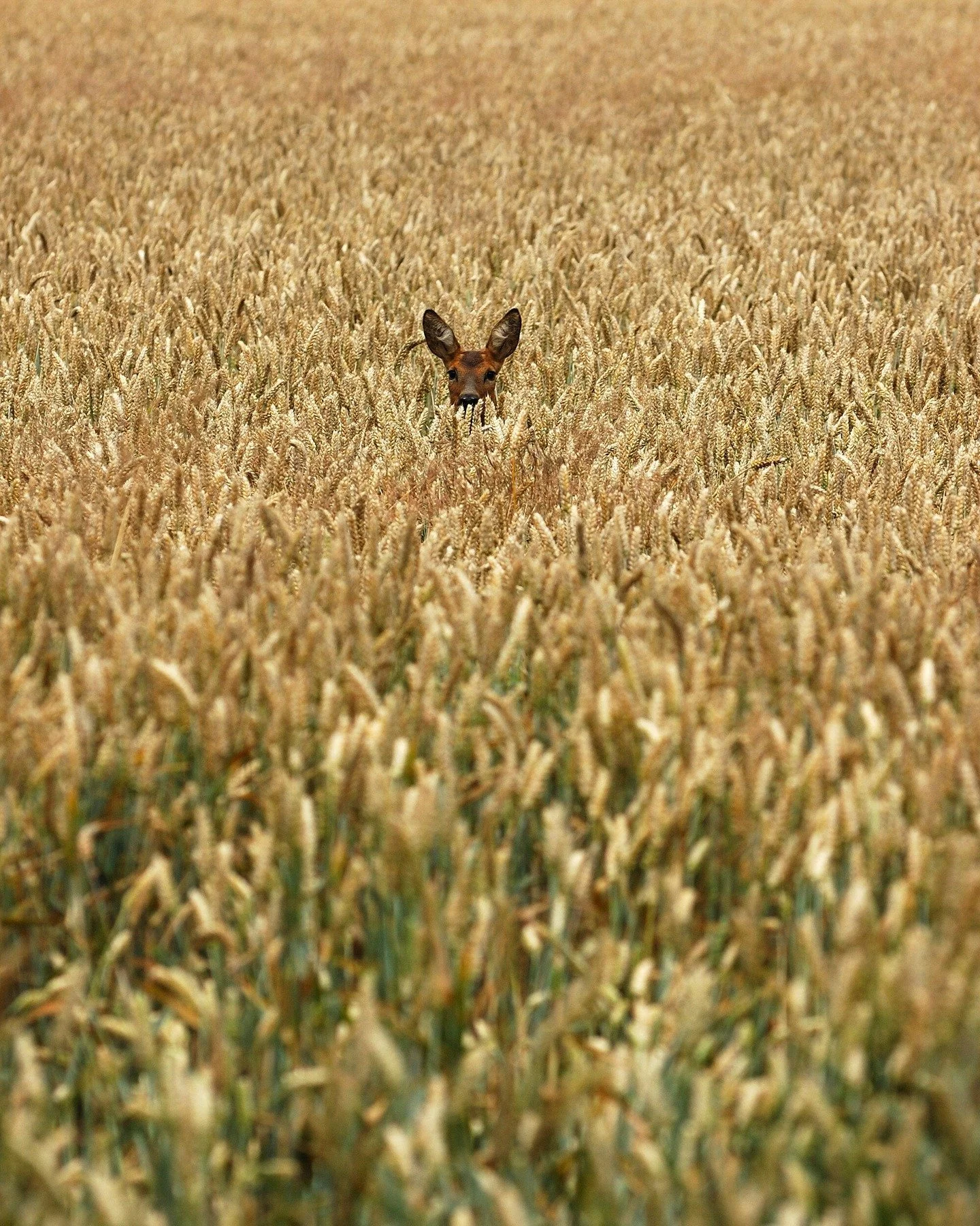 Dies ist ein super-seltenes Foto. Ich bin fr&uuml;her auf dem Land oft spazieren gegangen und ein oder zweimal habe ich einen solchen Moment erlebt. Das Rehkitz schaut hier aus dem Weizen heraus, ganz sch&ouml;n neugierig. Zum Gl&uuml;ck bin ich kein