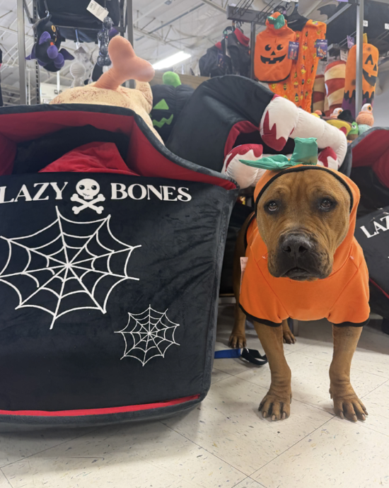 NM Goatheads Hockey Game — Dog of the Game 🎃