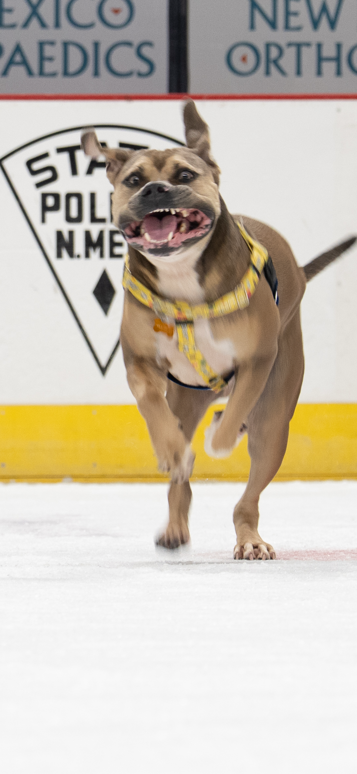 NM Goatheads Hockey Game — Dog of the Game