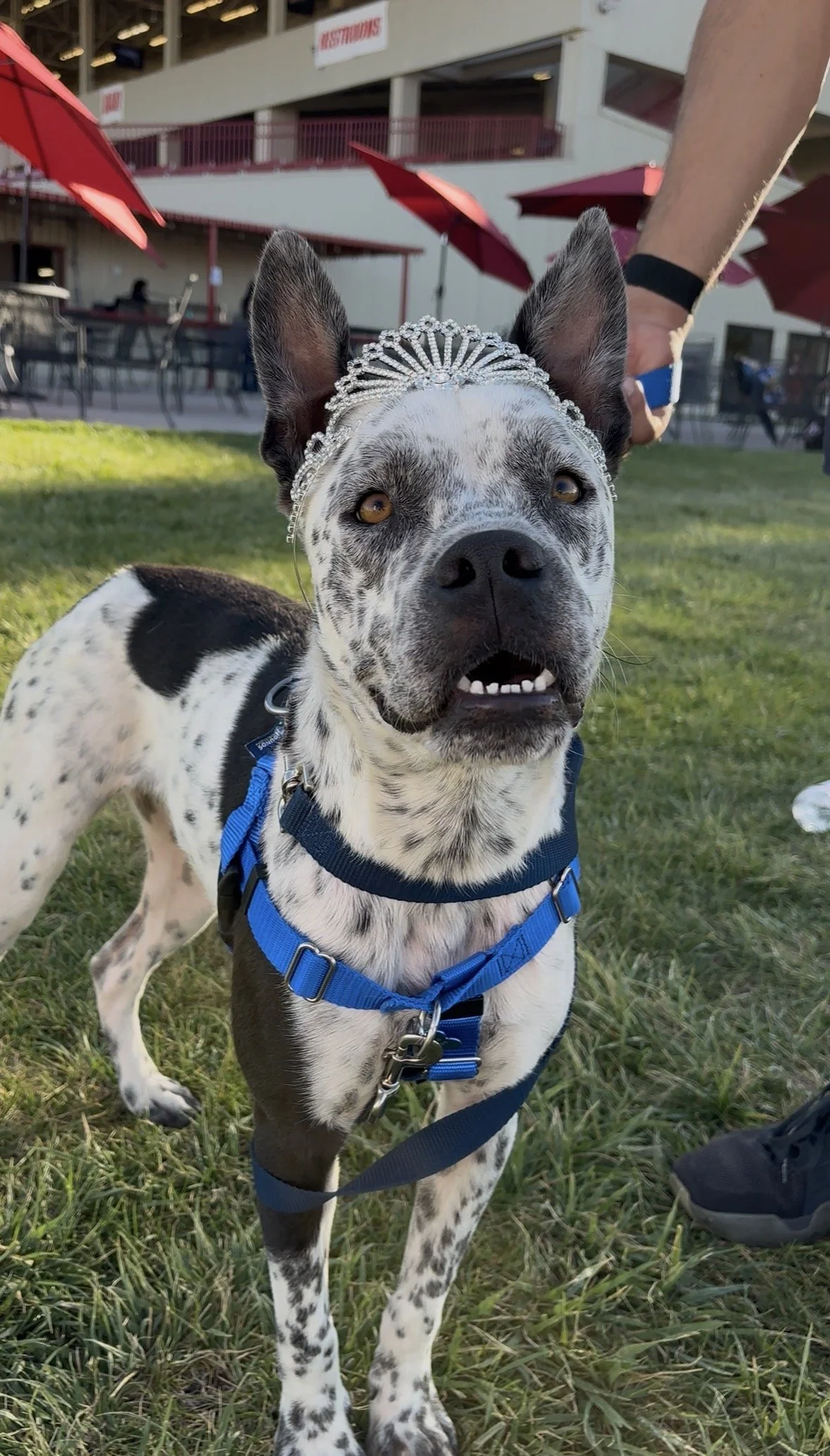 NM Goatheads Hockey Game — Dog of the Game