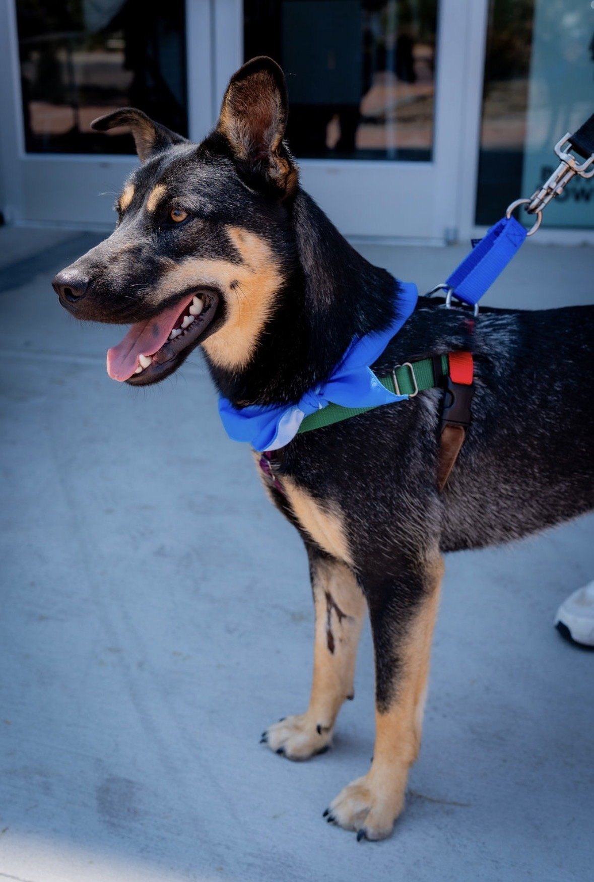Paws & Stripes Adoption Event