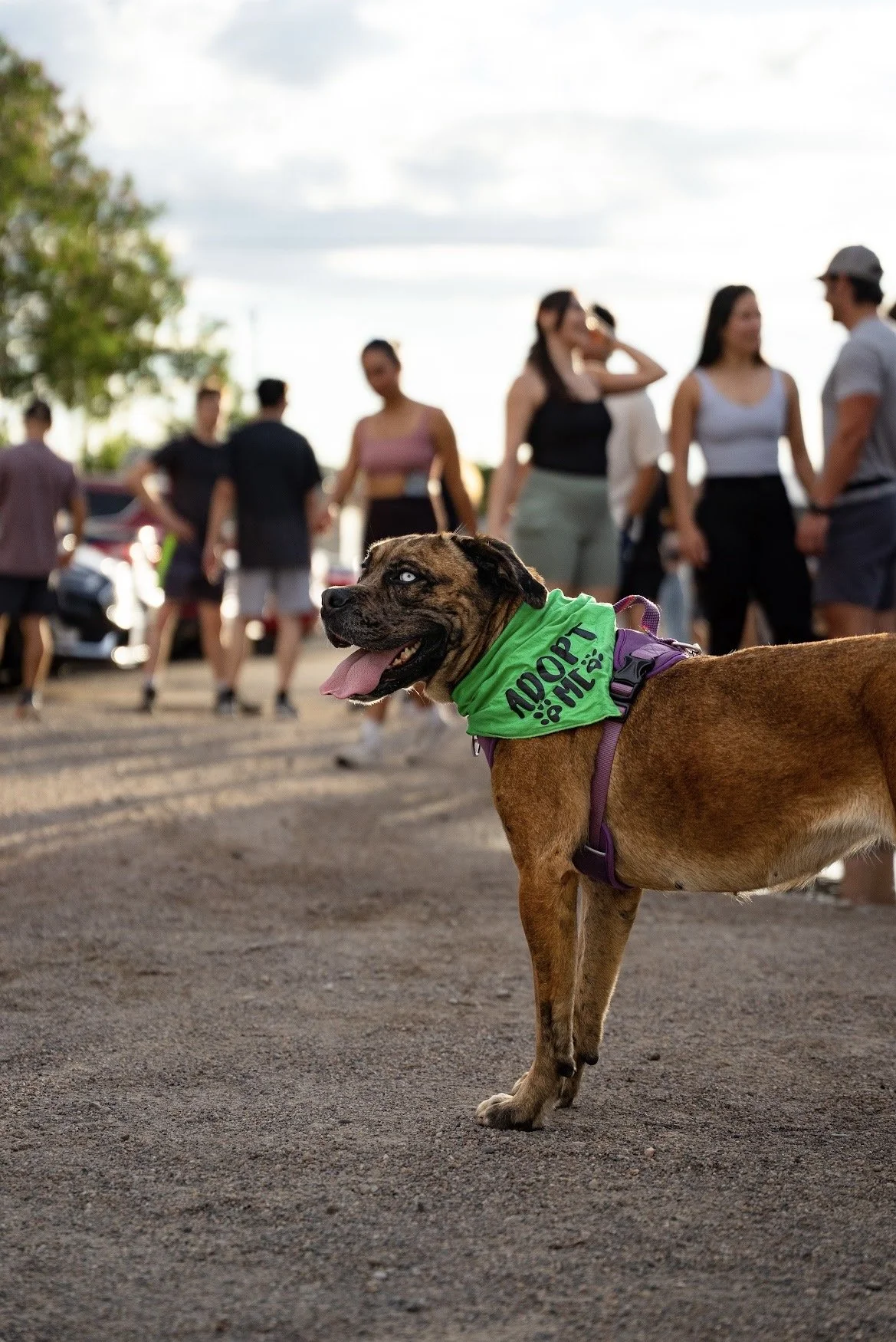 NM Goatheads Hockey Game — Dog of the Game