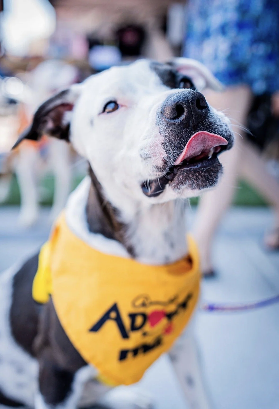 NM Goatheads Hockey Game — Dog of the Game
