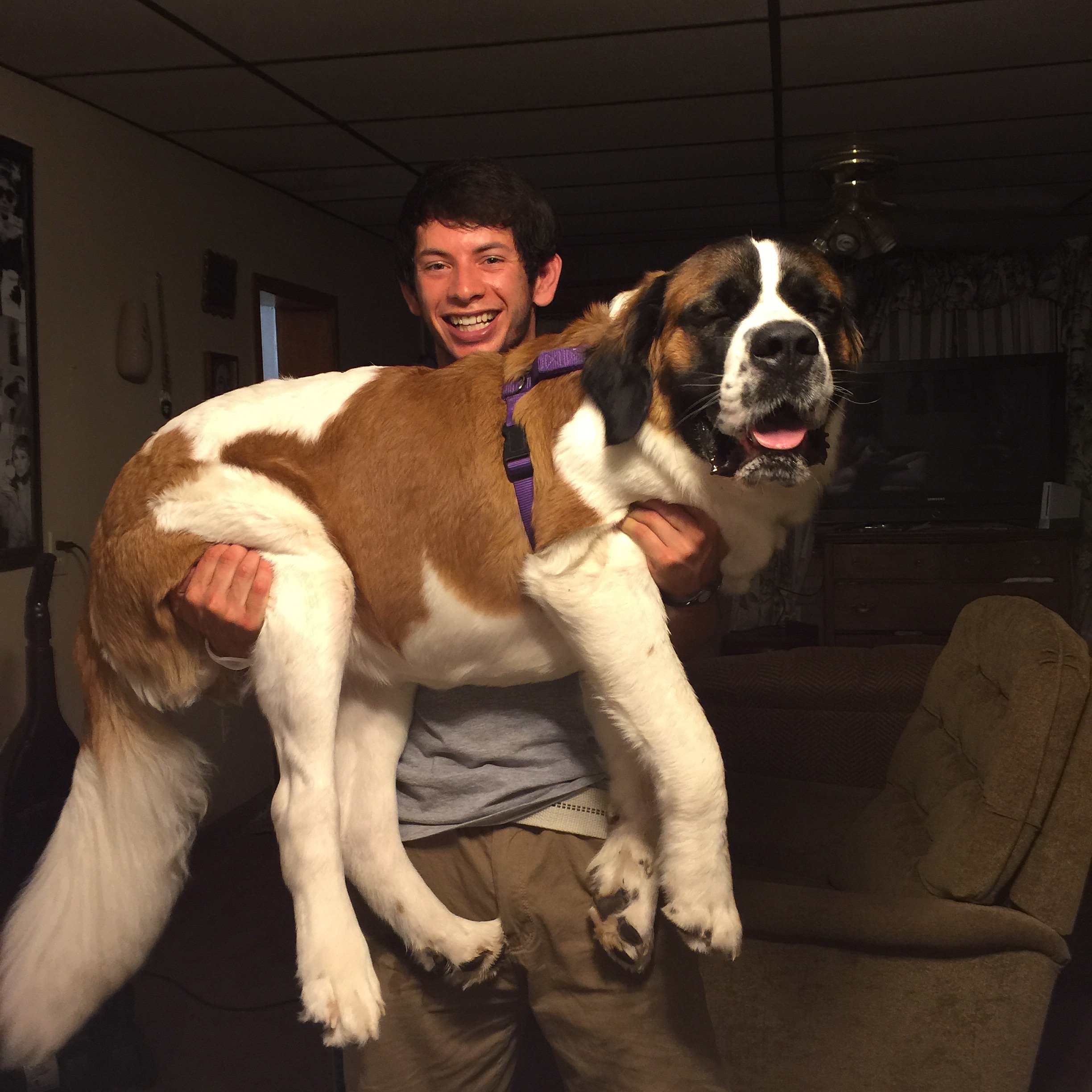 A person smiling and holding a large Saint Bernard dog with a purple collar inside a room with a tiled ceiling and dark curtains.