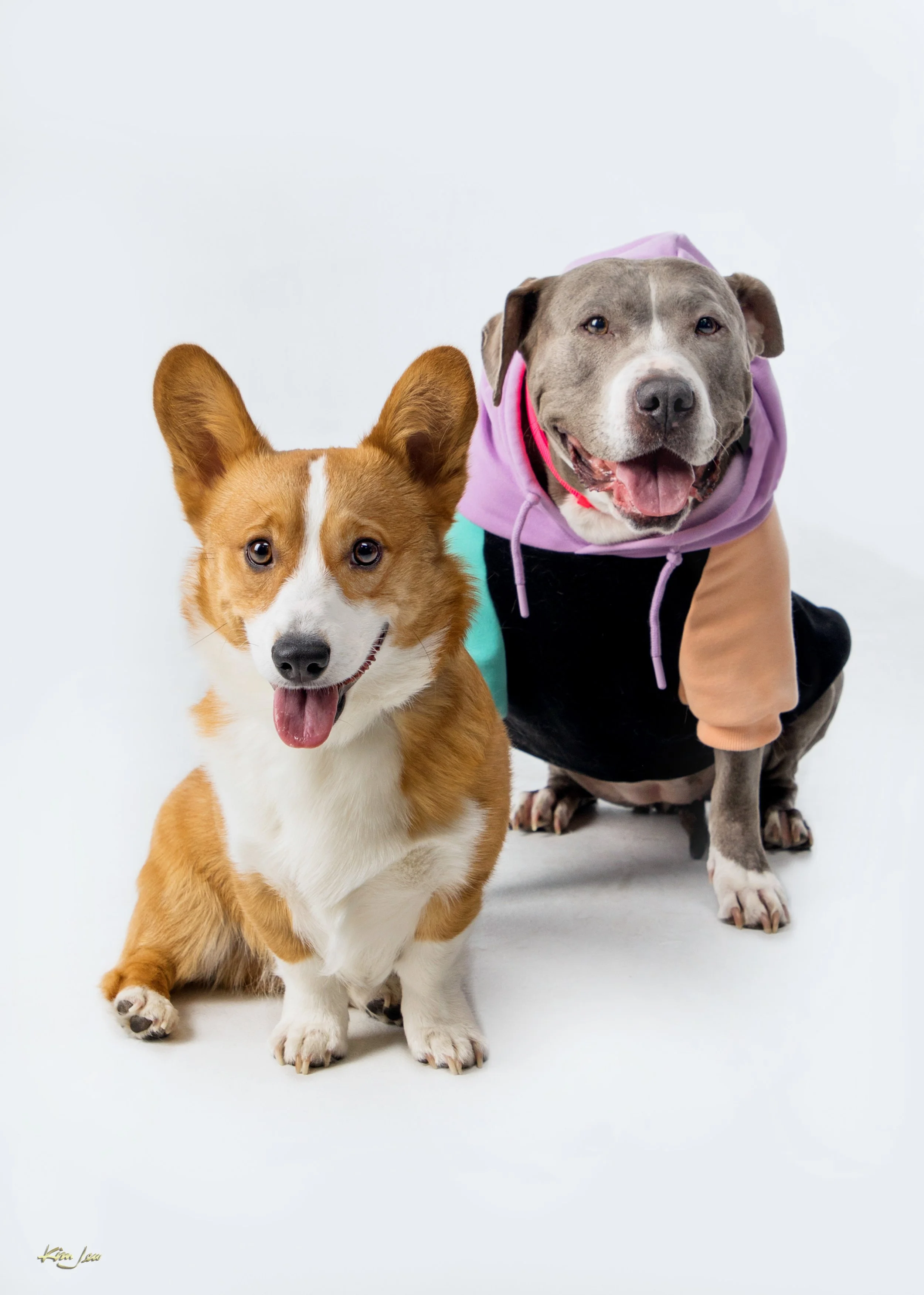 A happy Pembroke Welsh Corgi with a white stripe down its face, tongue out, sitting on the floor, next to a large happy gray and white Pit Bull wearing a purple hoodie.