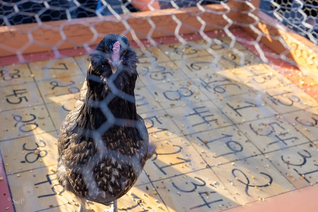Chicken $hit BINGO with Eric Michael Smith at The Little Longhorn Saloon