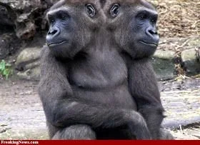 By Jatin Sindhu - Own work, CC BY-SA 4.0, https://commons.wikimedia.org/w/index.php?curid=49736189