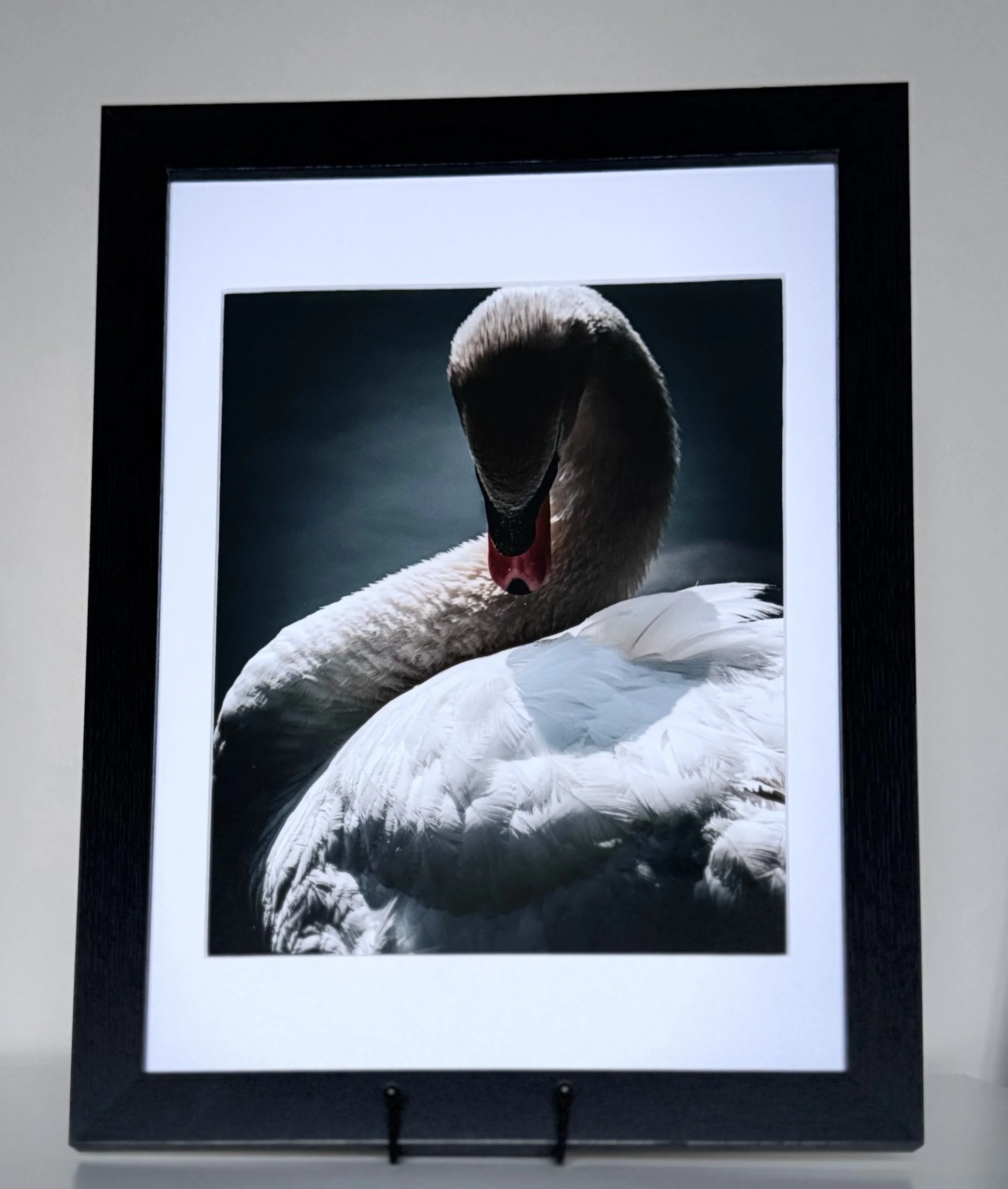 Swan Framed