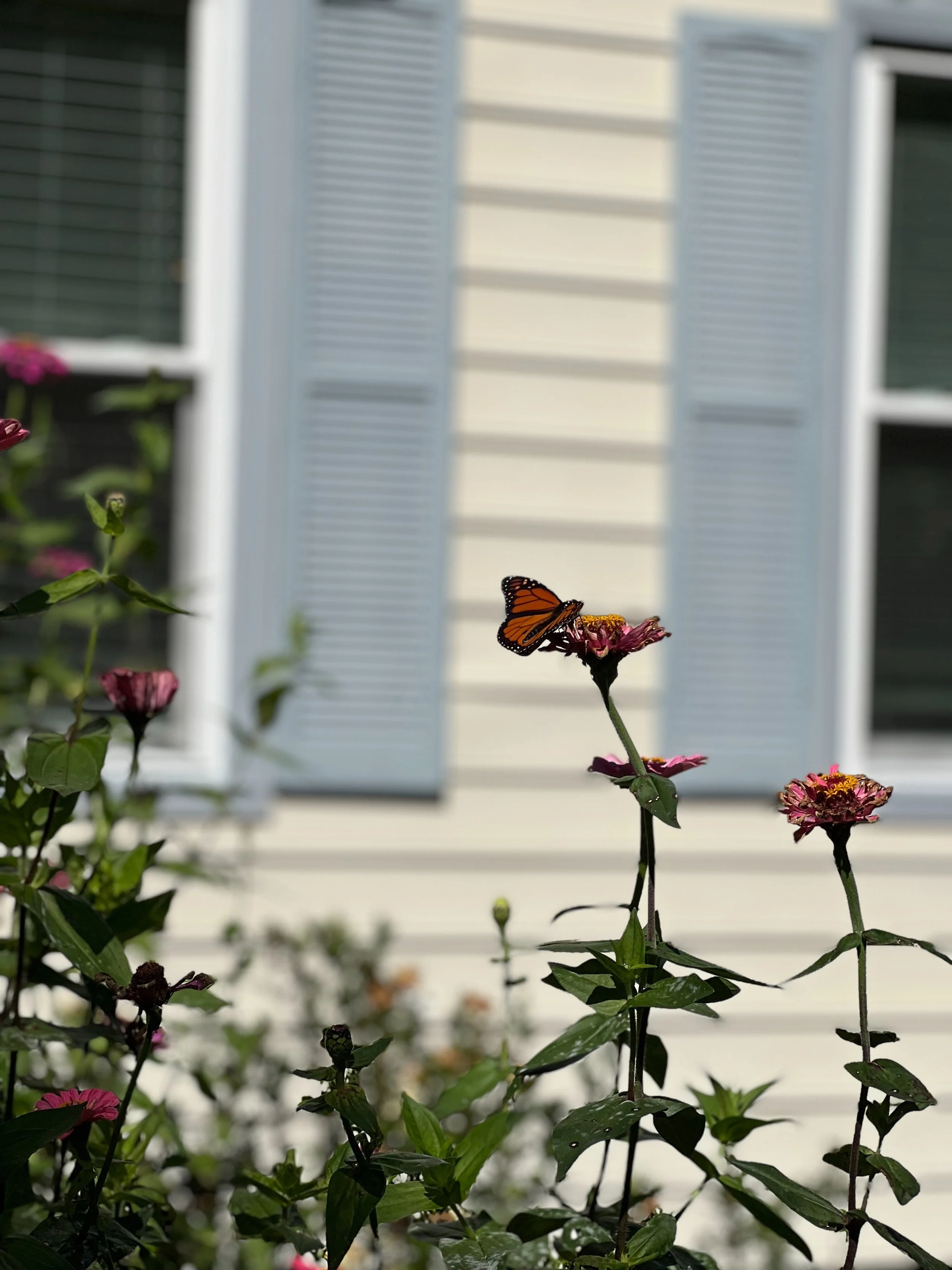 Zinna with Butterfly