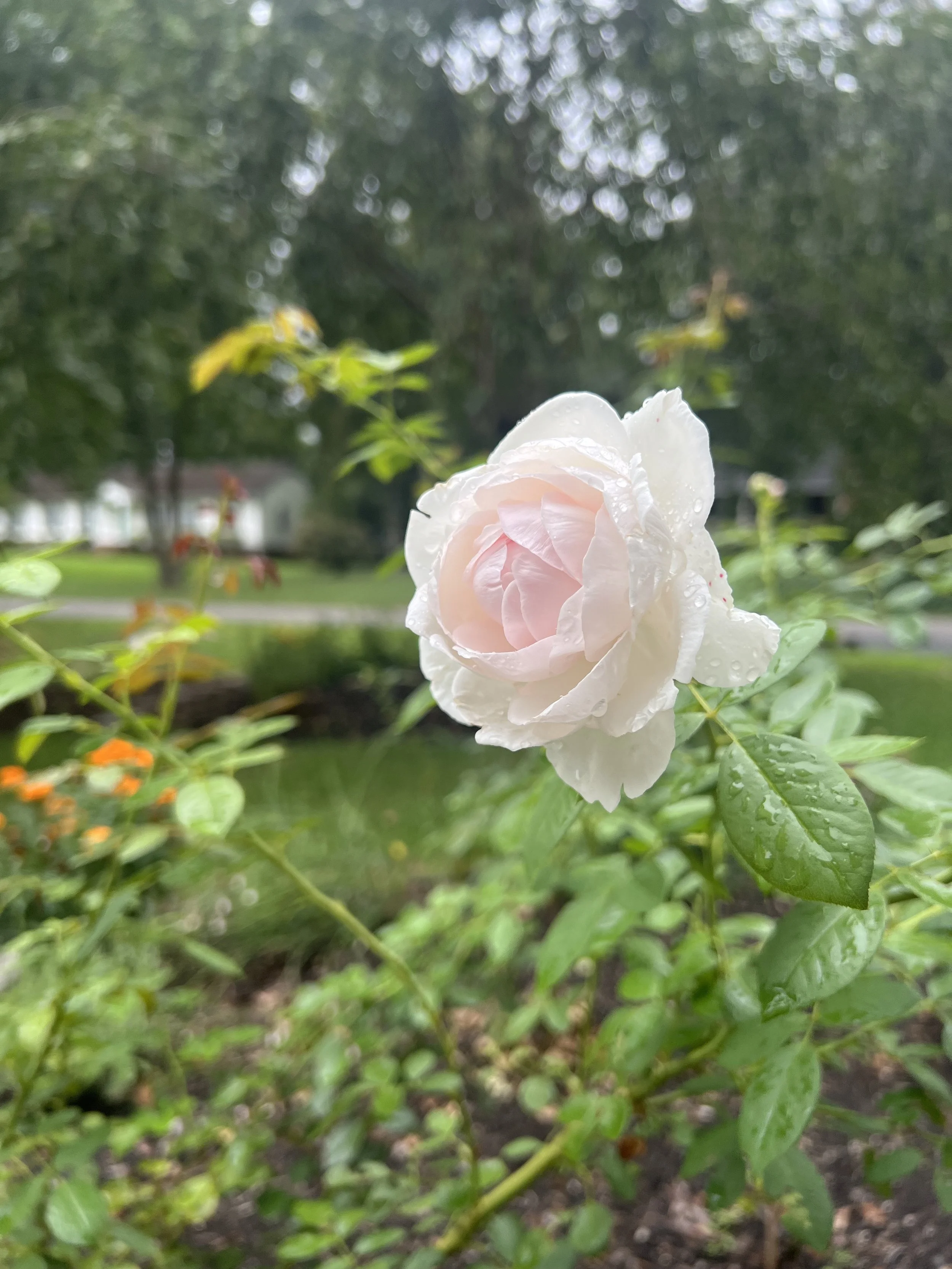 rose