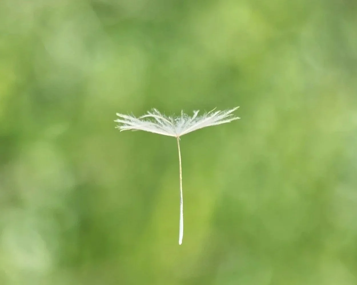 A close-up of a single, delicate dandelion seed floating in the air with a blurred green background.