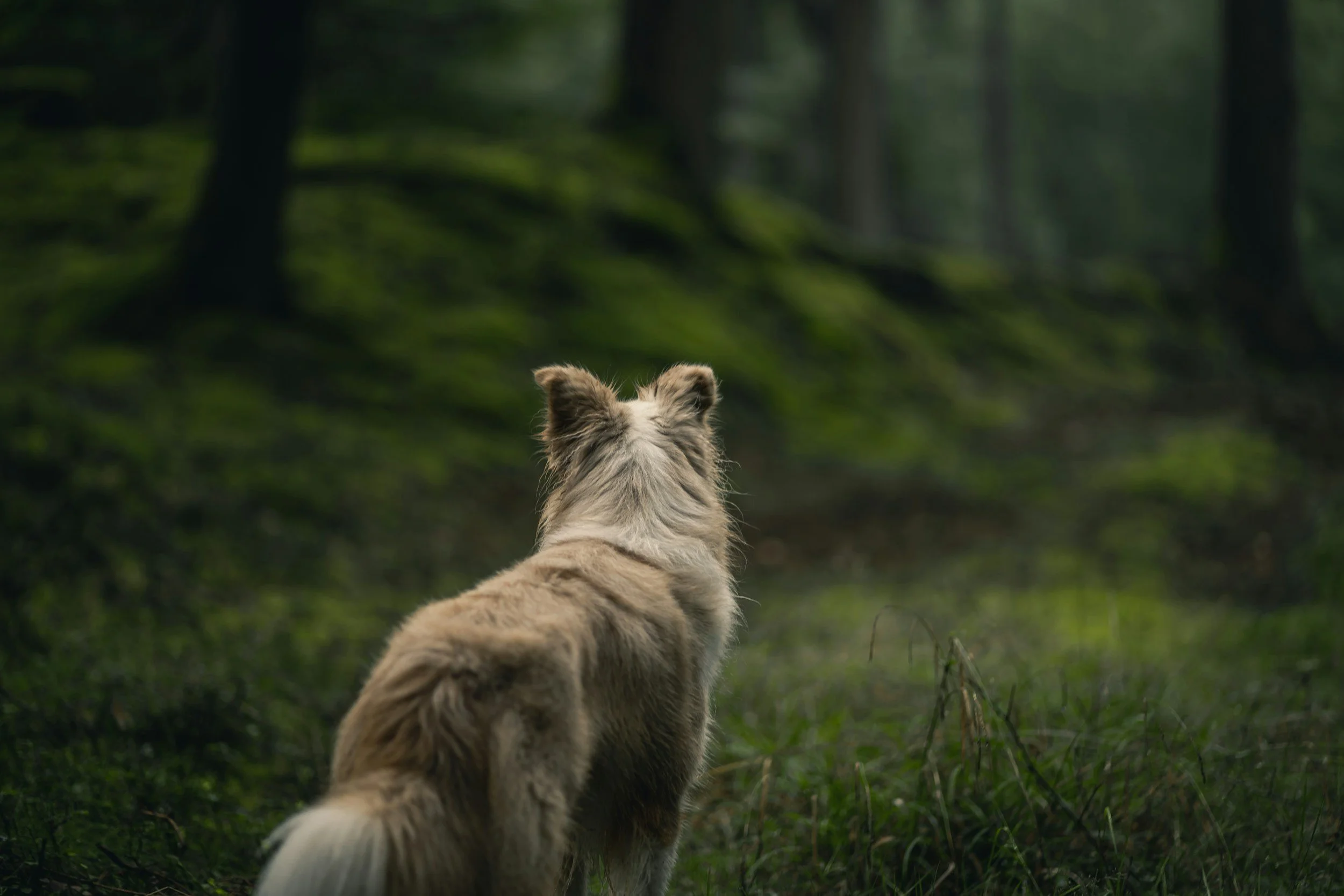 Dog in the forest