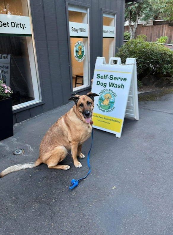 Dog outside of Hood River Hound Wash, a walk-in self-serve dog wash in Hood River