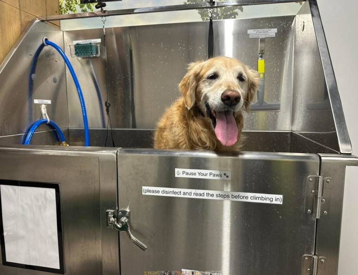Dog being washed in a self-serve stainless steel tub at Hood River Hound Wash