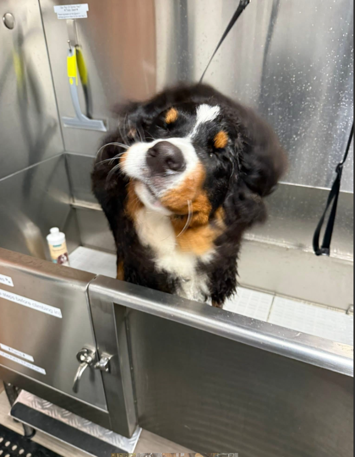 A Bernese Mountain Dog getting a bath at Hood River Hound Wash self-serve dog wash
